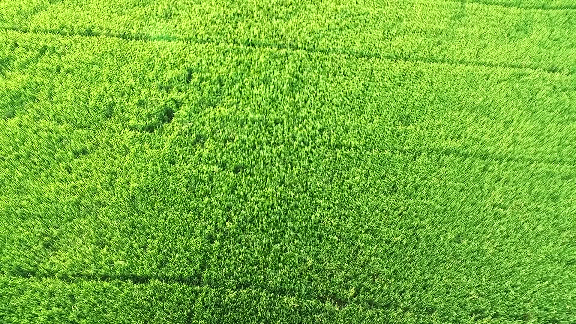 航拍水稻田