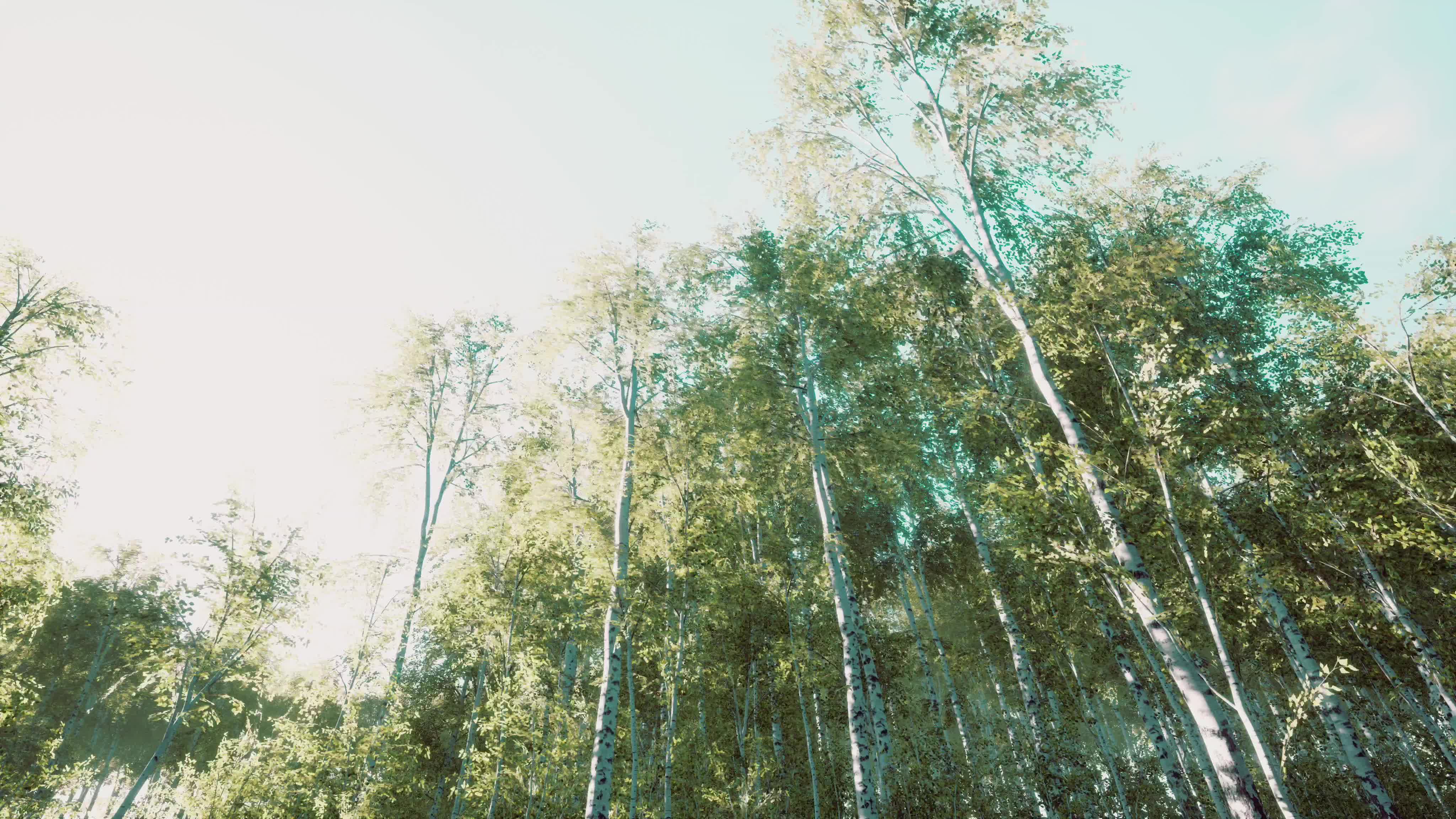 白杨树森林风景