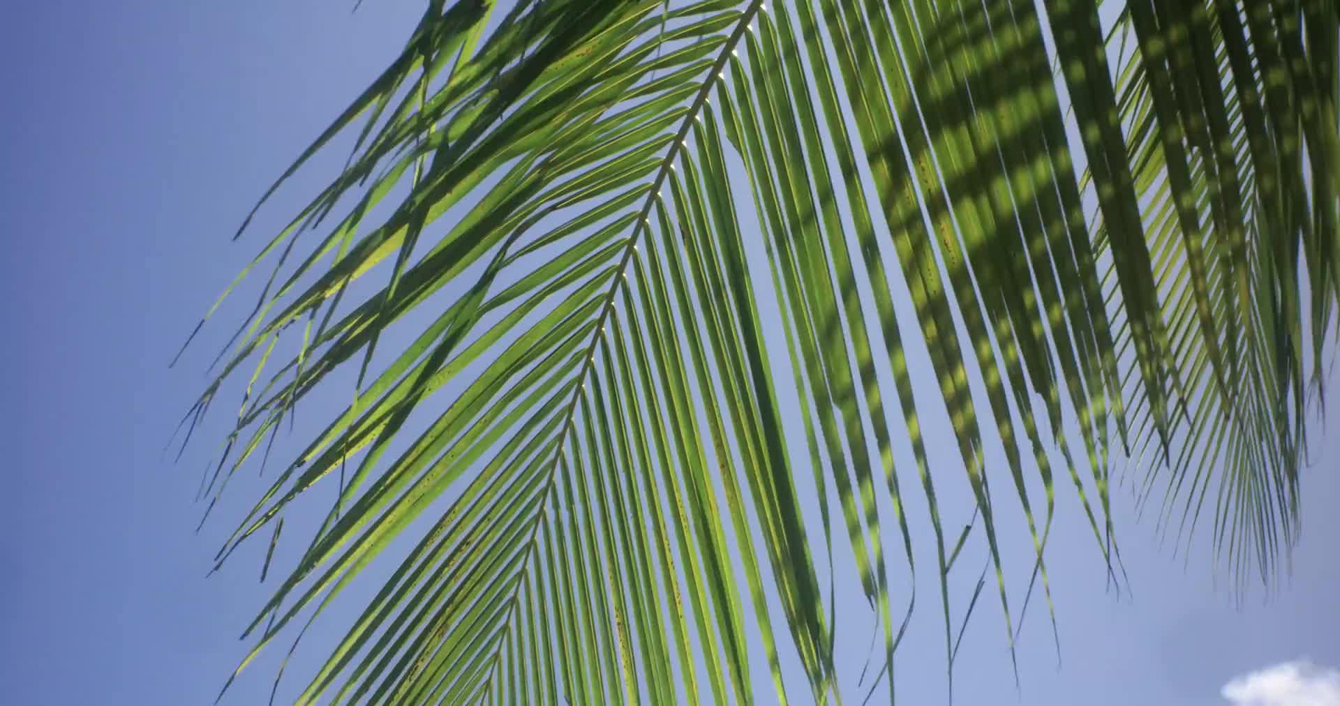 夏天椰子树树影