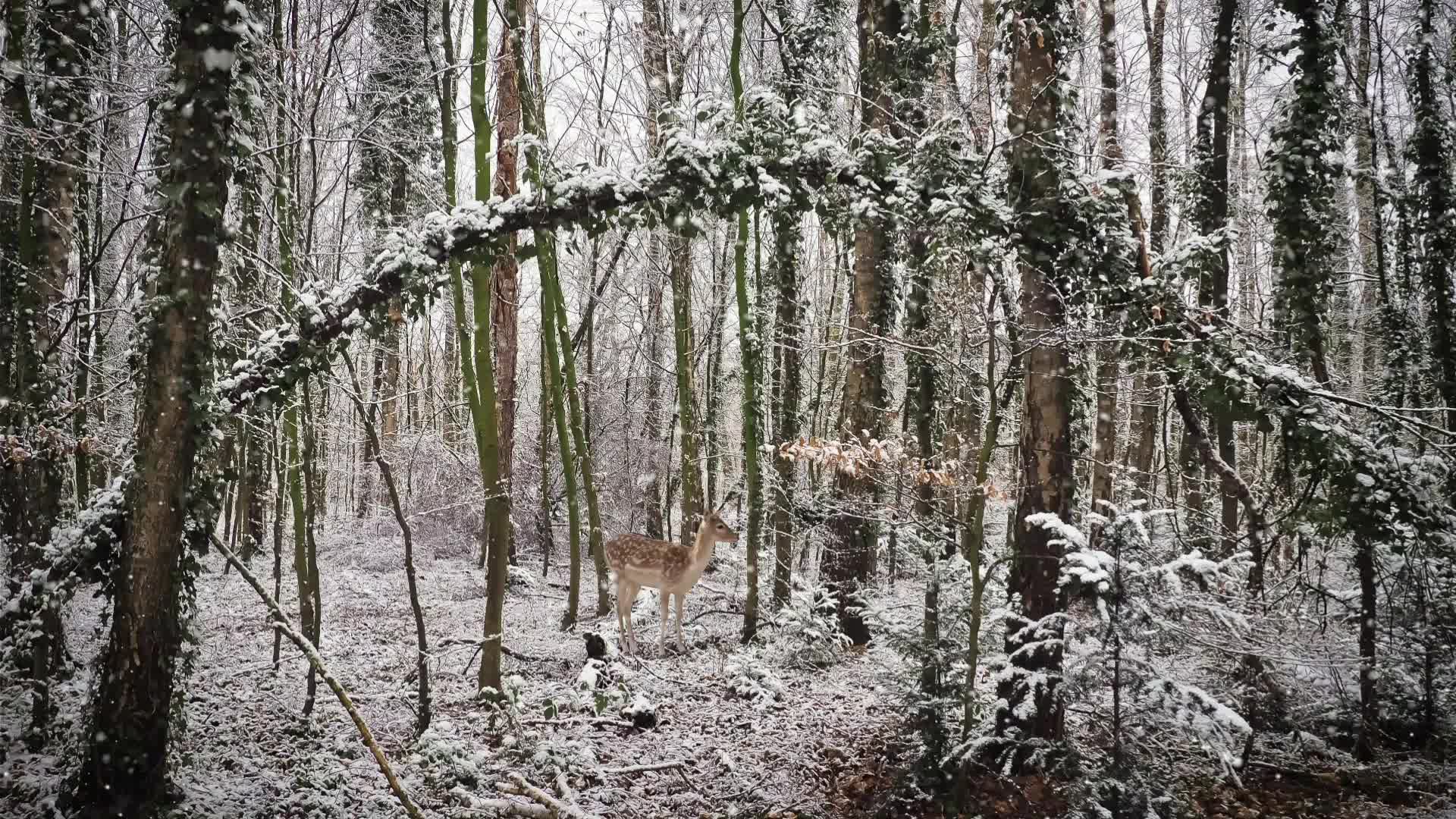 梅花鹿站在雪地上