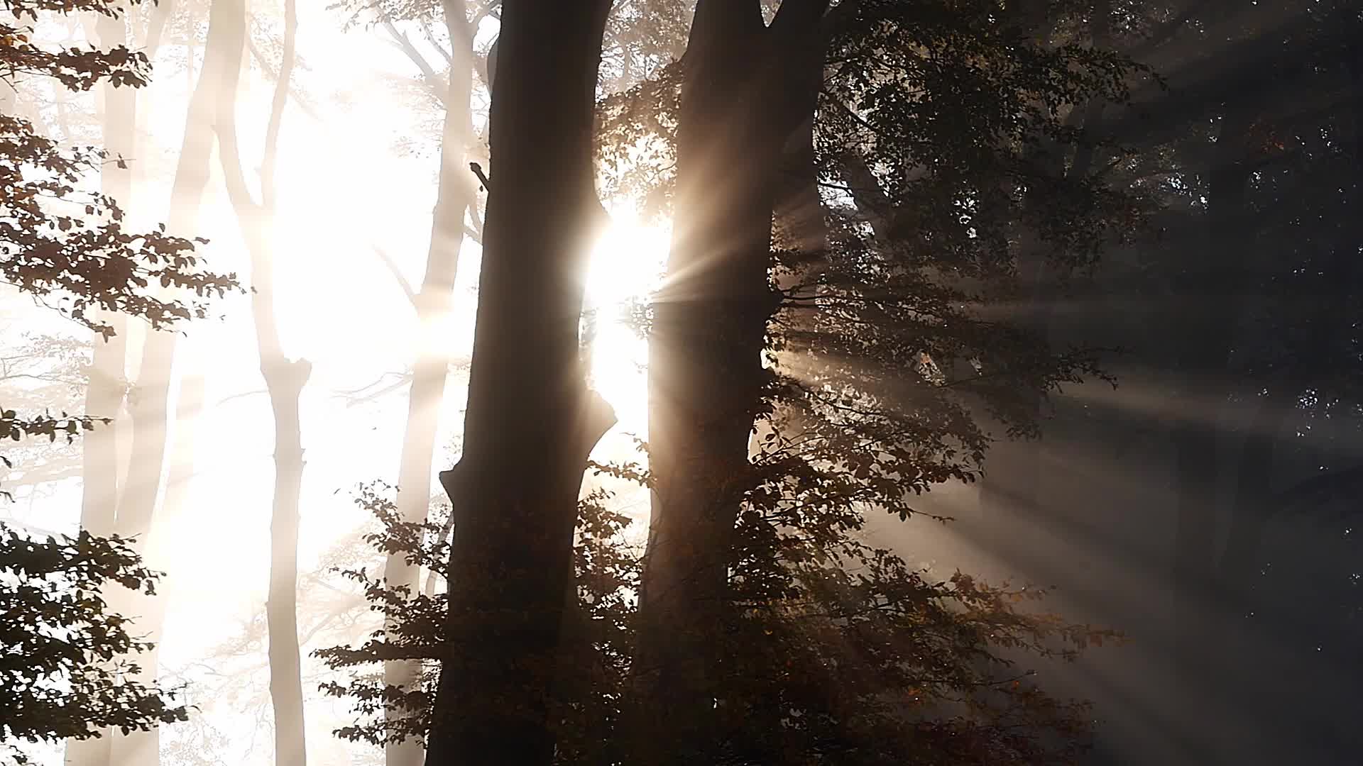 阳光洒在树林里