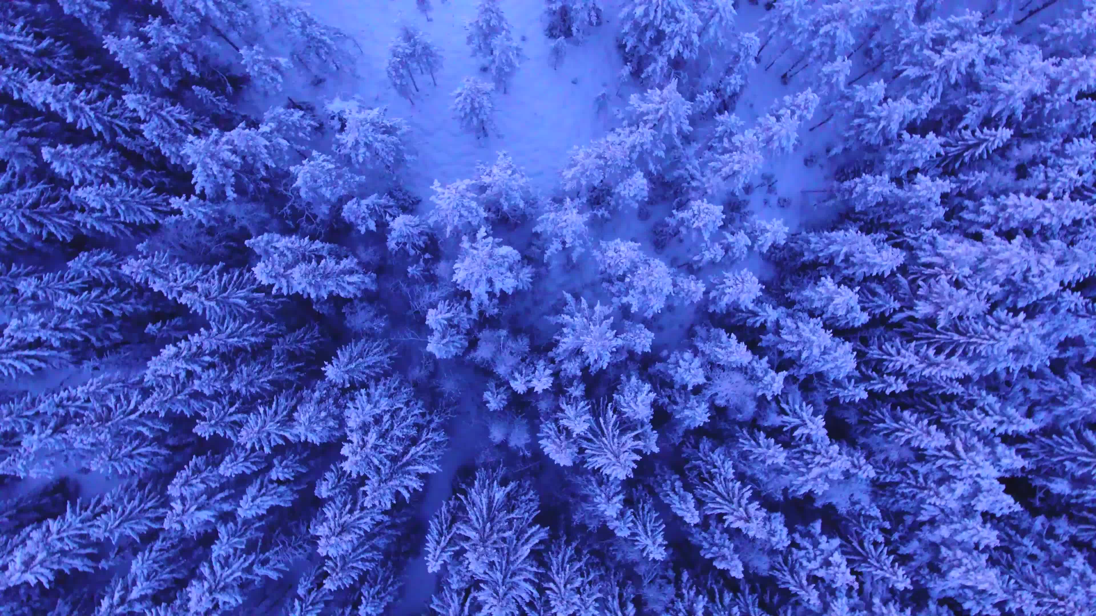 森林冬季雪景