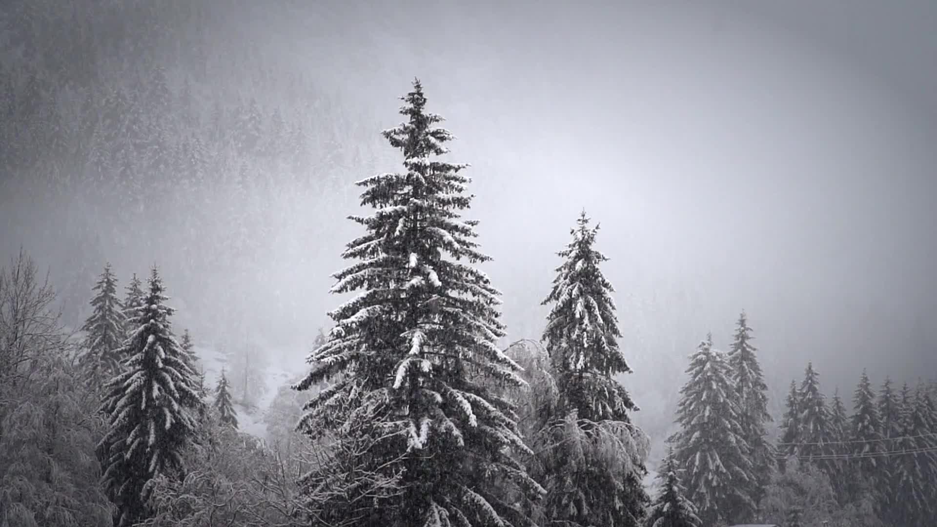 唯美森林冬季雪景