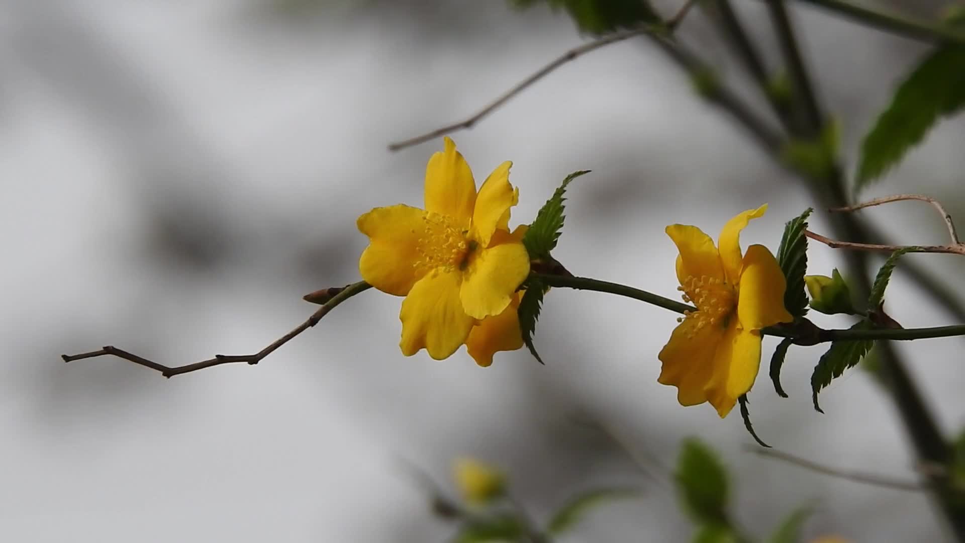 迎春花盛开