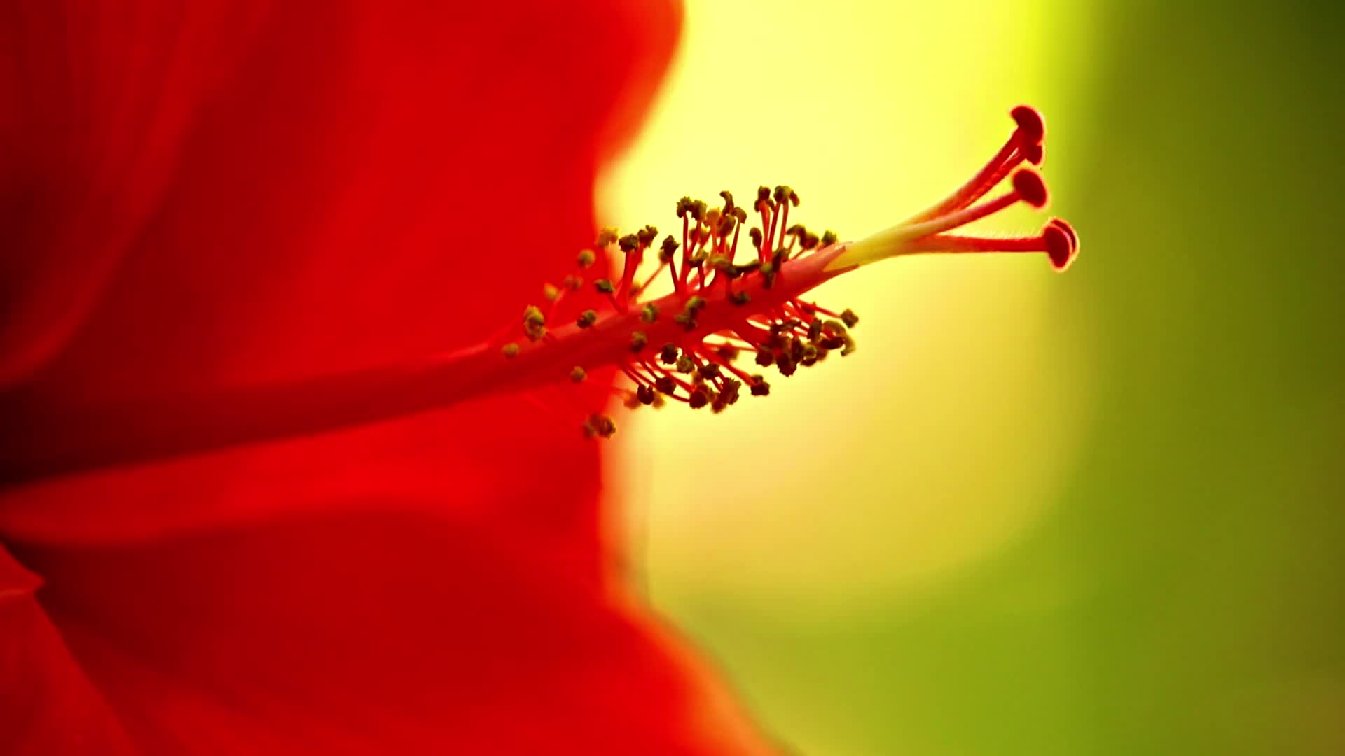 红色花朵朱槿
