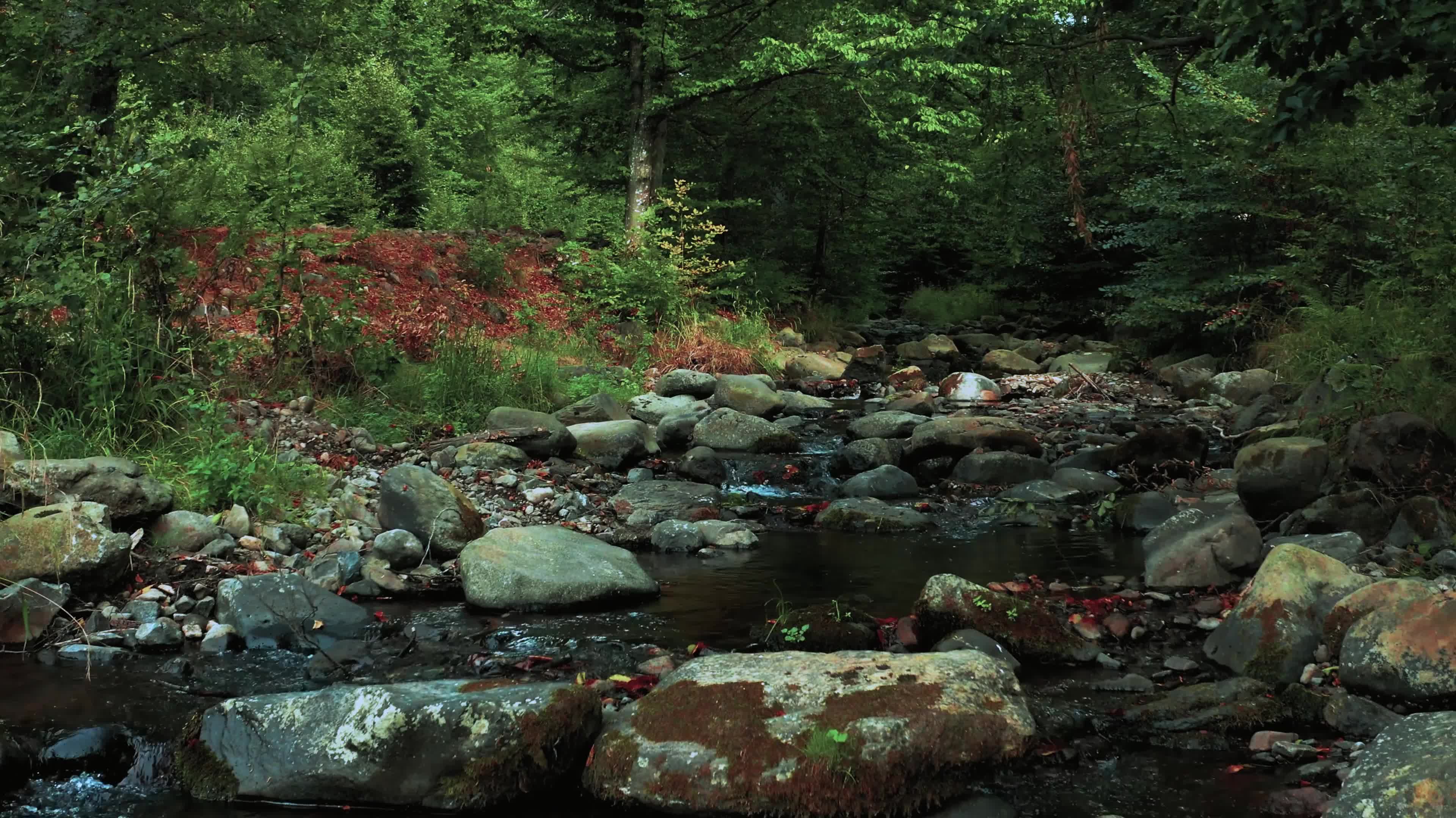 实拍大自然风景森林小溪河流视频素材