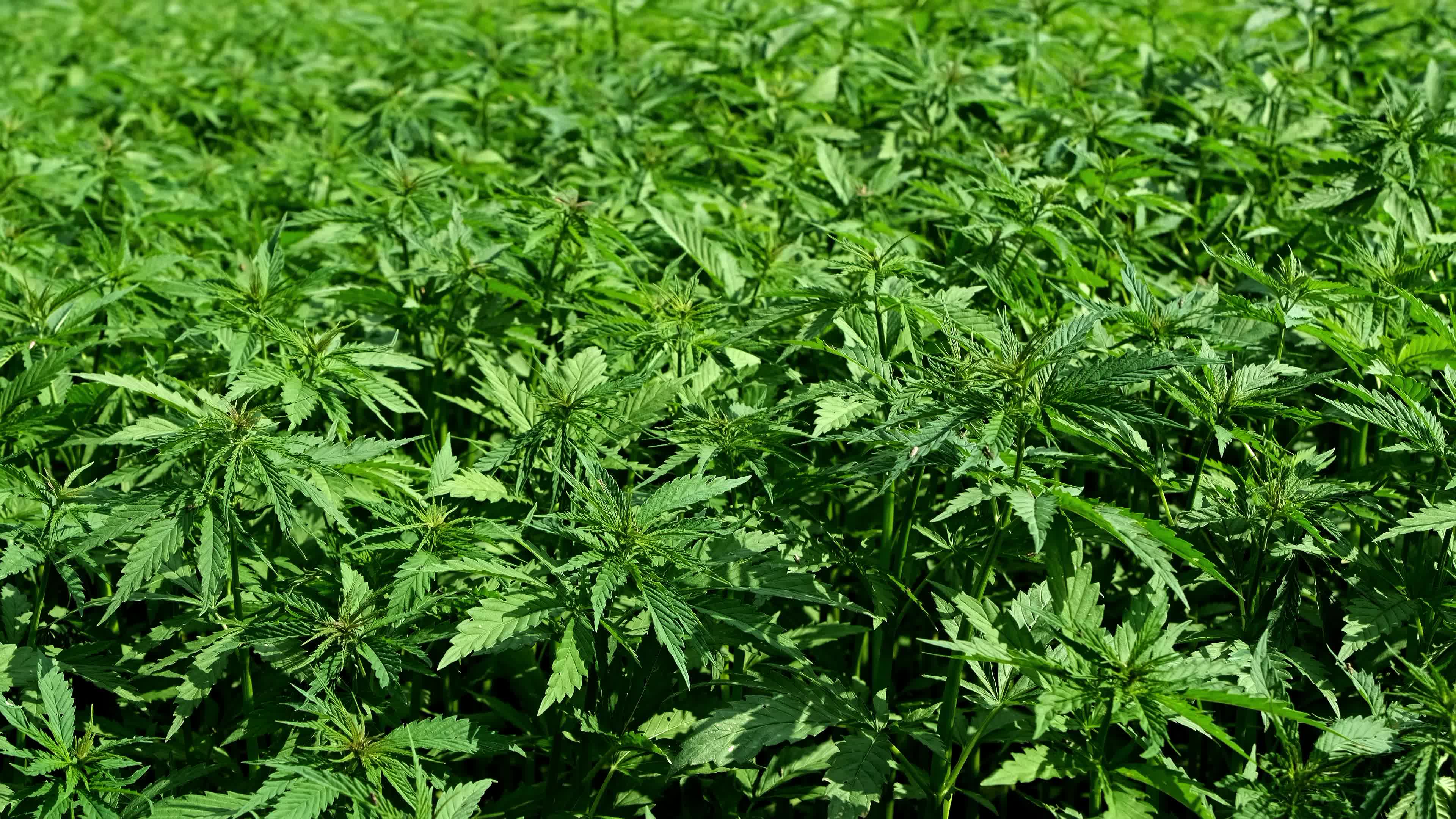 春风吹动绿色植物