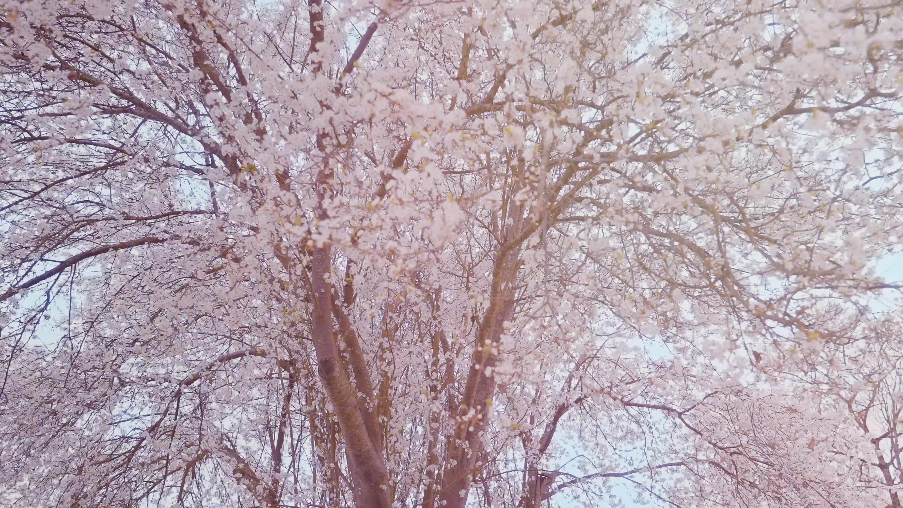 樱花树下的东京|摄影|人文/纪实摄影|anran0420 - 原创作品 - 站酷 (ZCOOL)