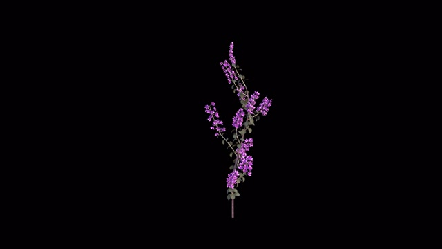 紫丁香花朵透明视频素材