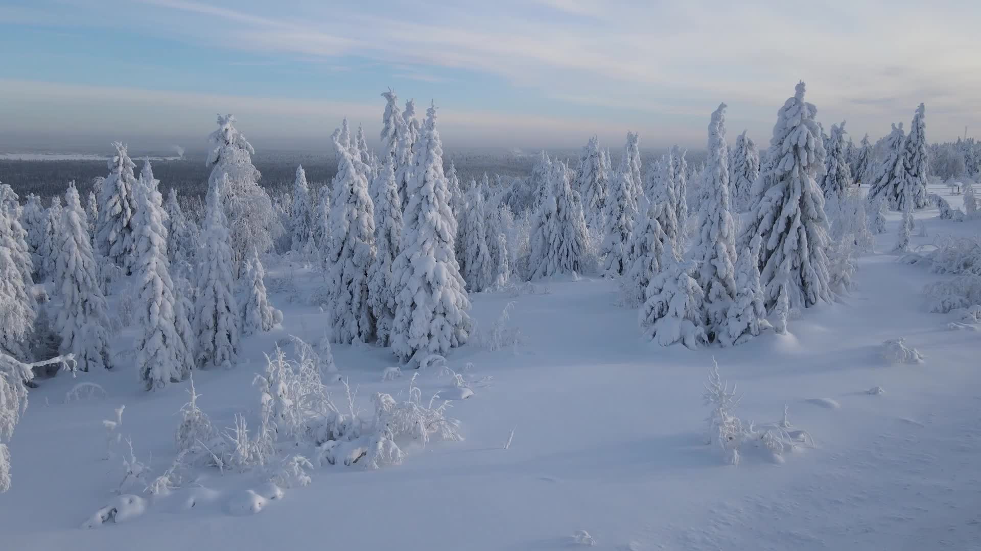 冬季树林美景