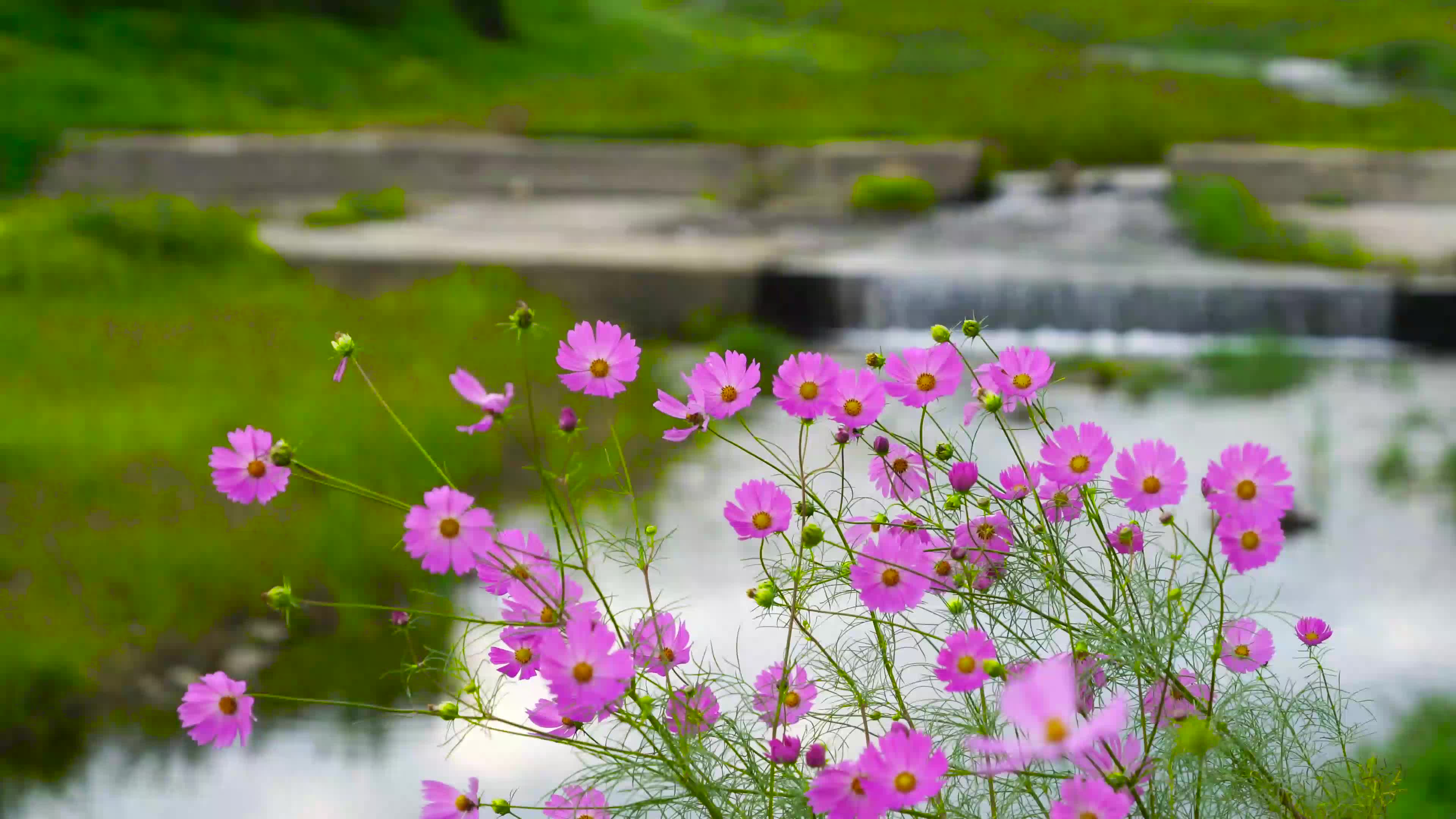 河边野花