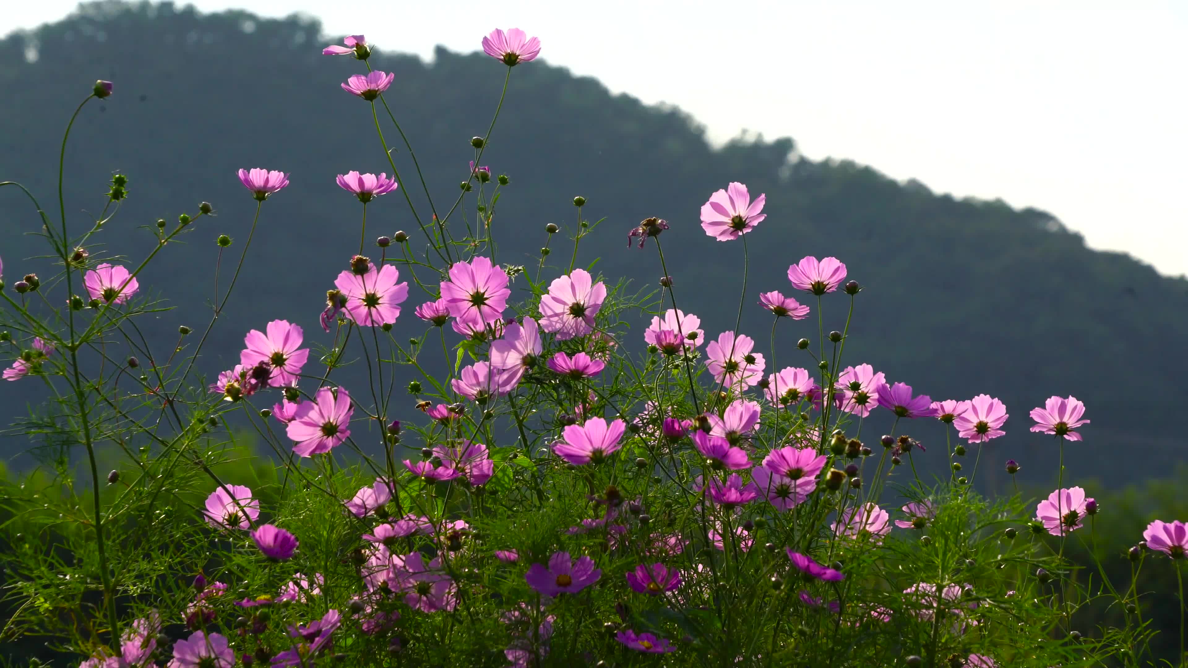 野花