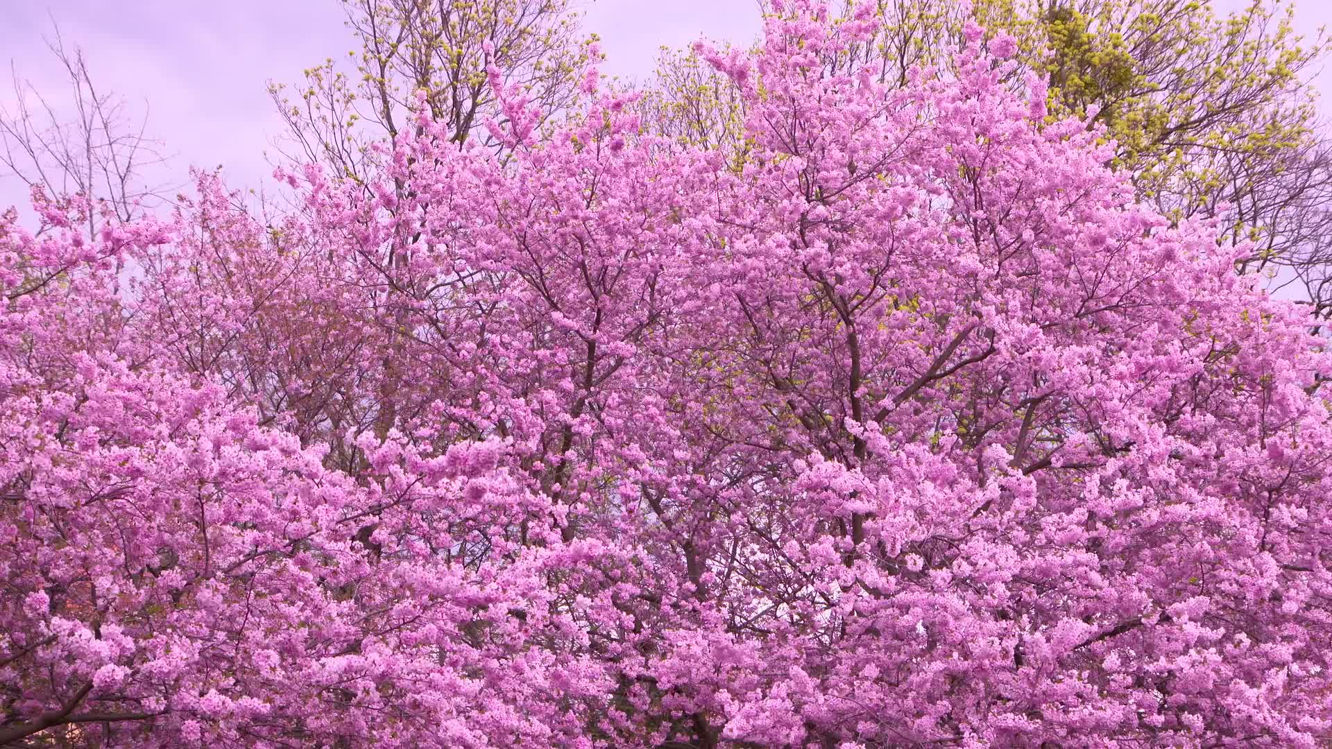 实拍樱花树视频素材