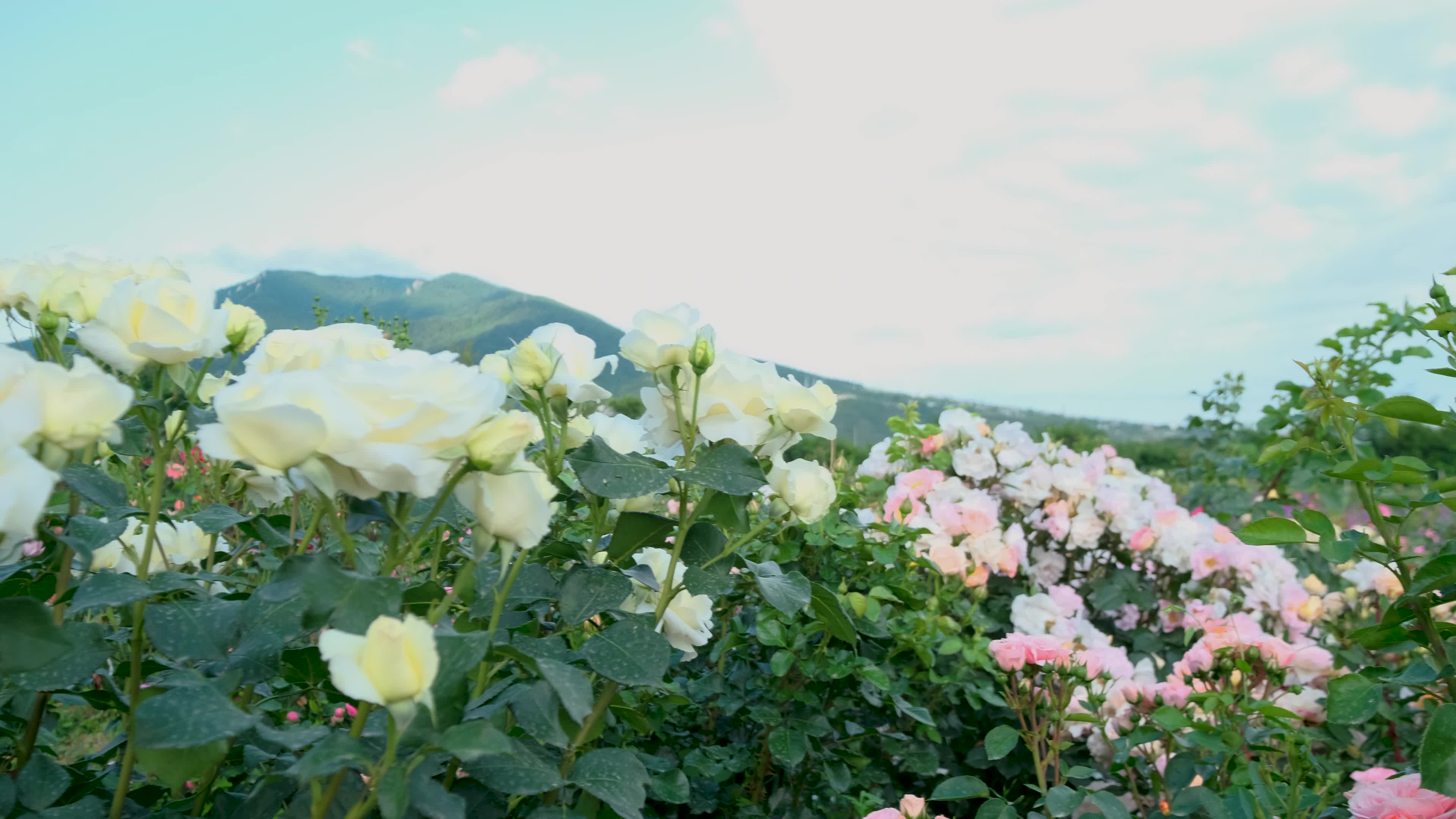 白色玫瑰花朵