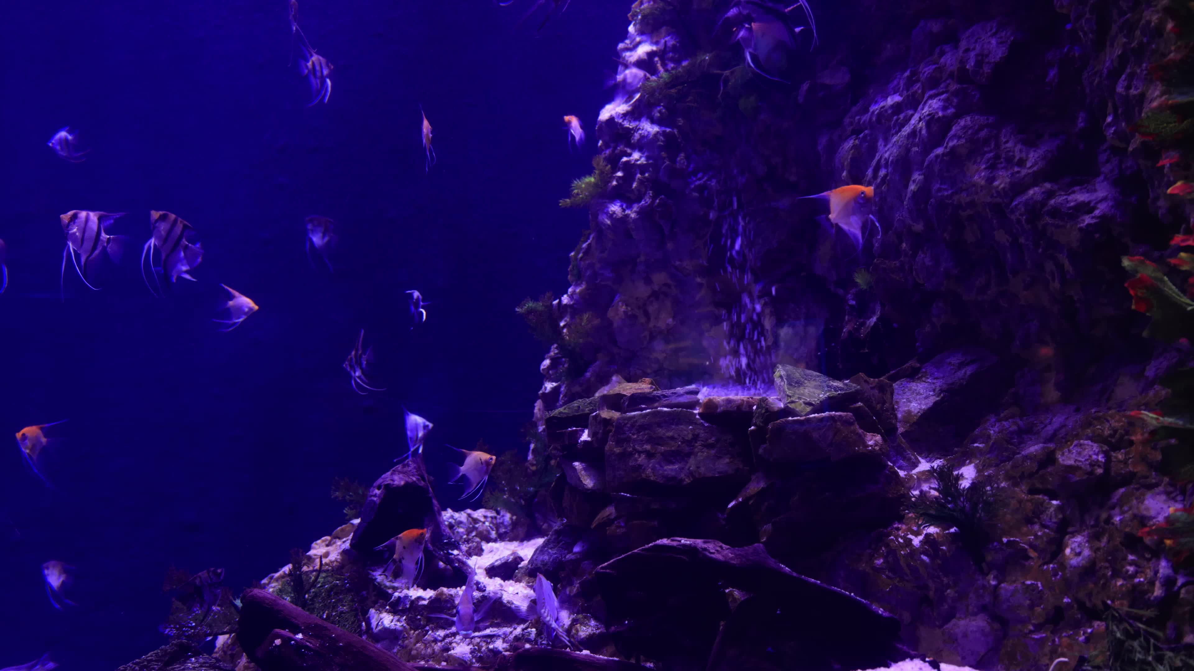 实拍海底世界鱼群视频素材
