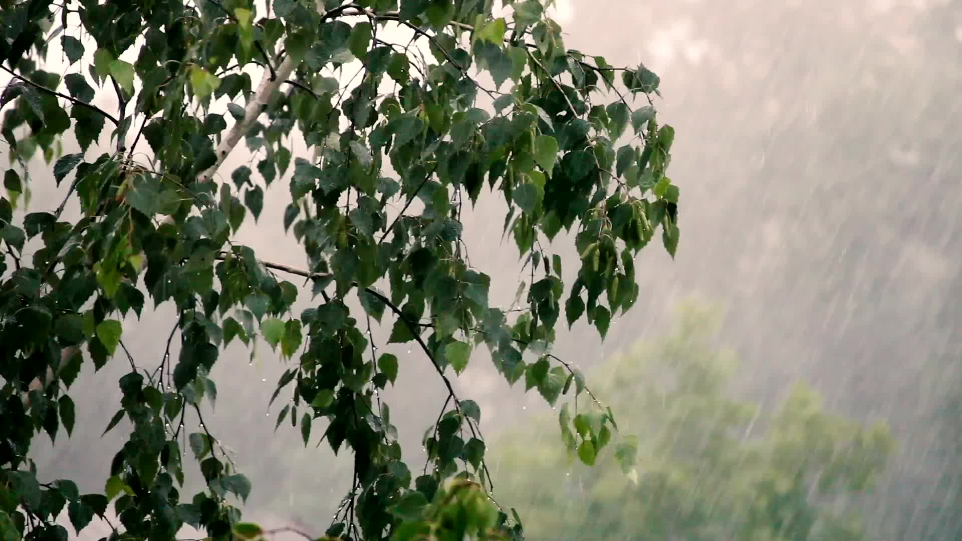 树林里暴风雨