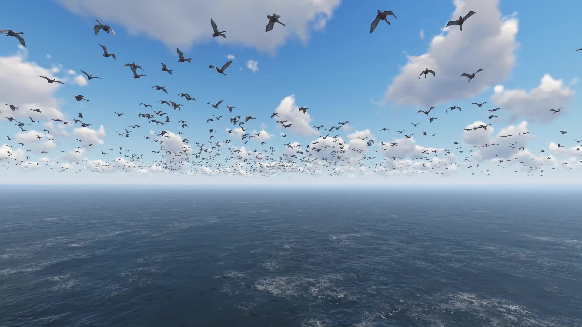 海上一群鸟