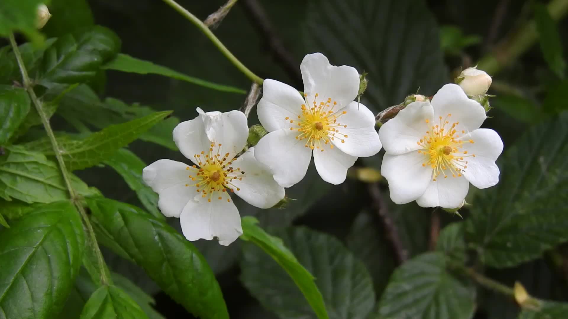 白色小花朵