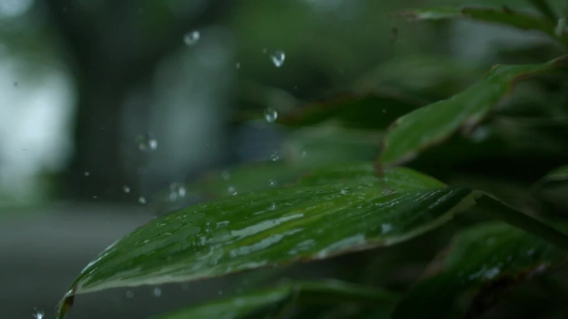 唯美春天雨季下雨视频素材