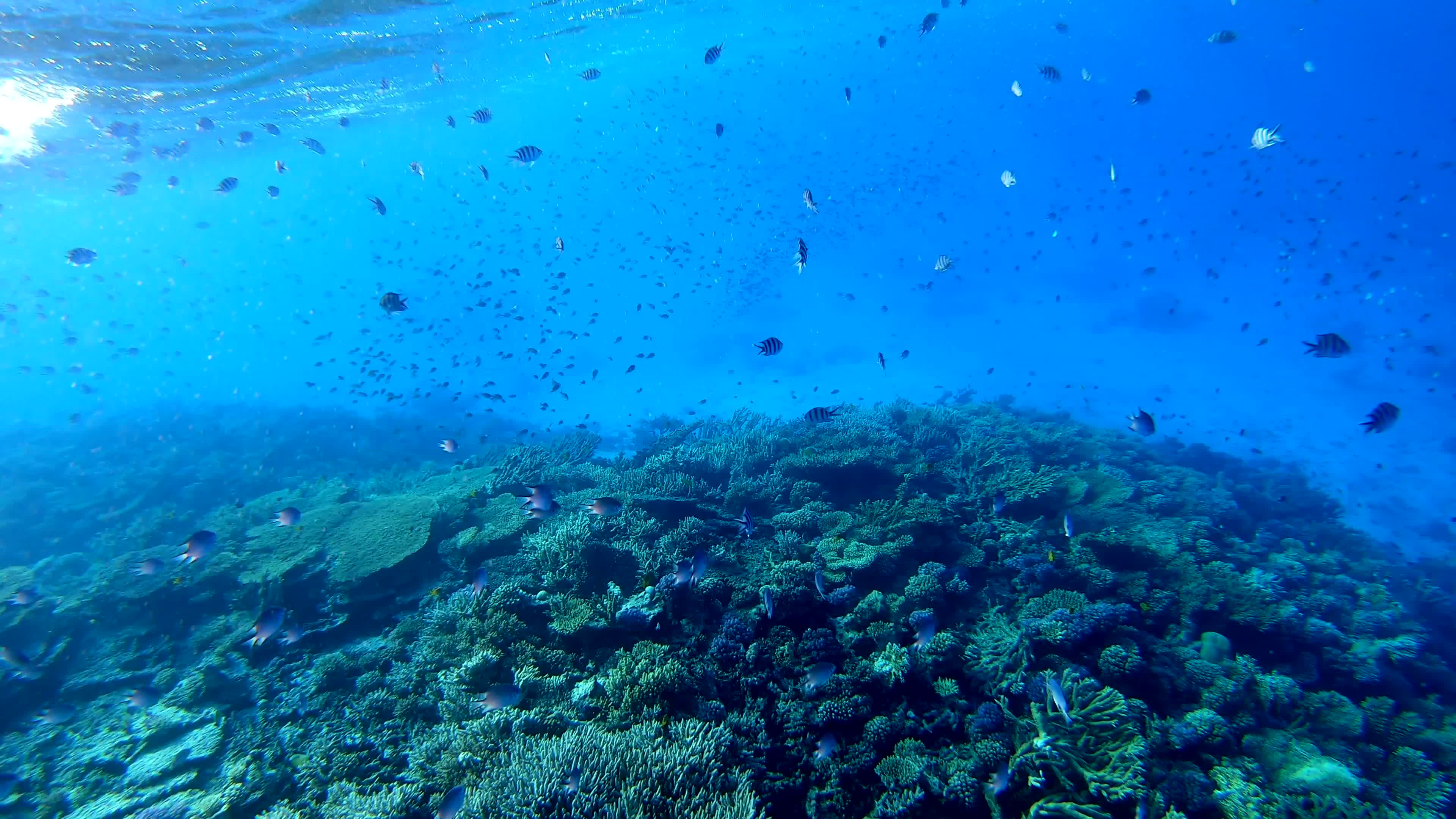 海底鱼群珊瑚