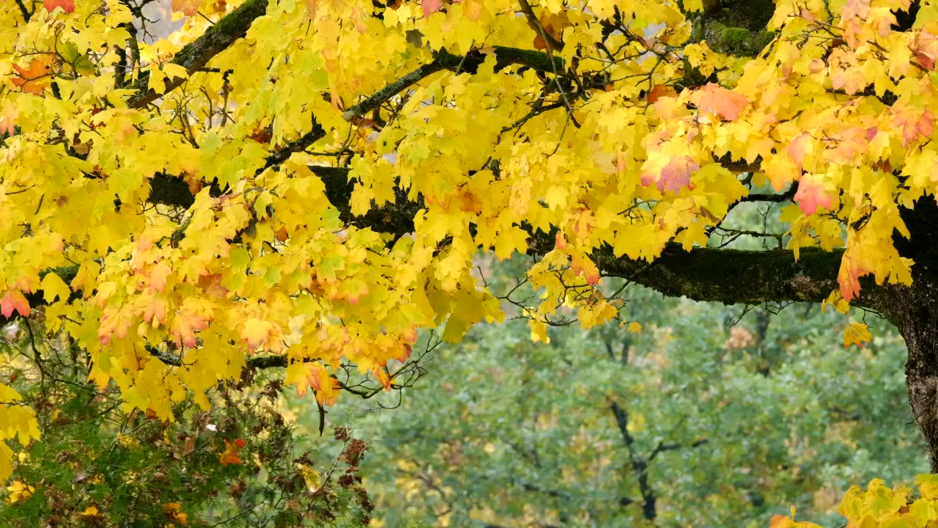 实拍秋天枫树叶飘落视频素材