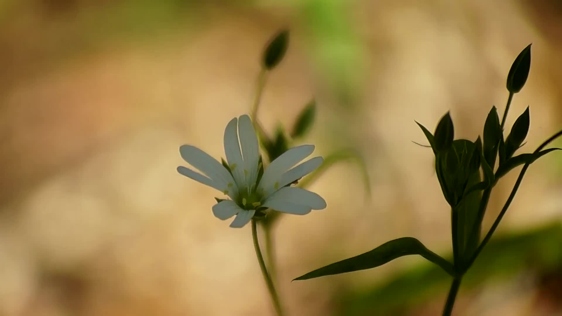 白色花朵