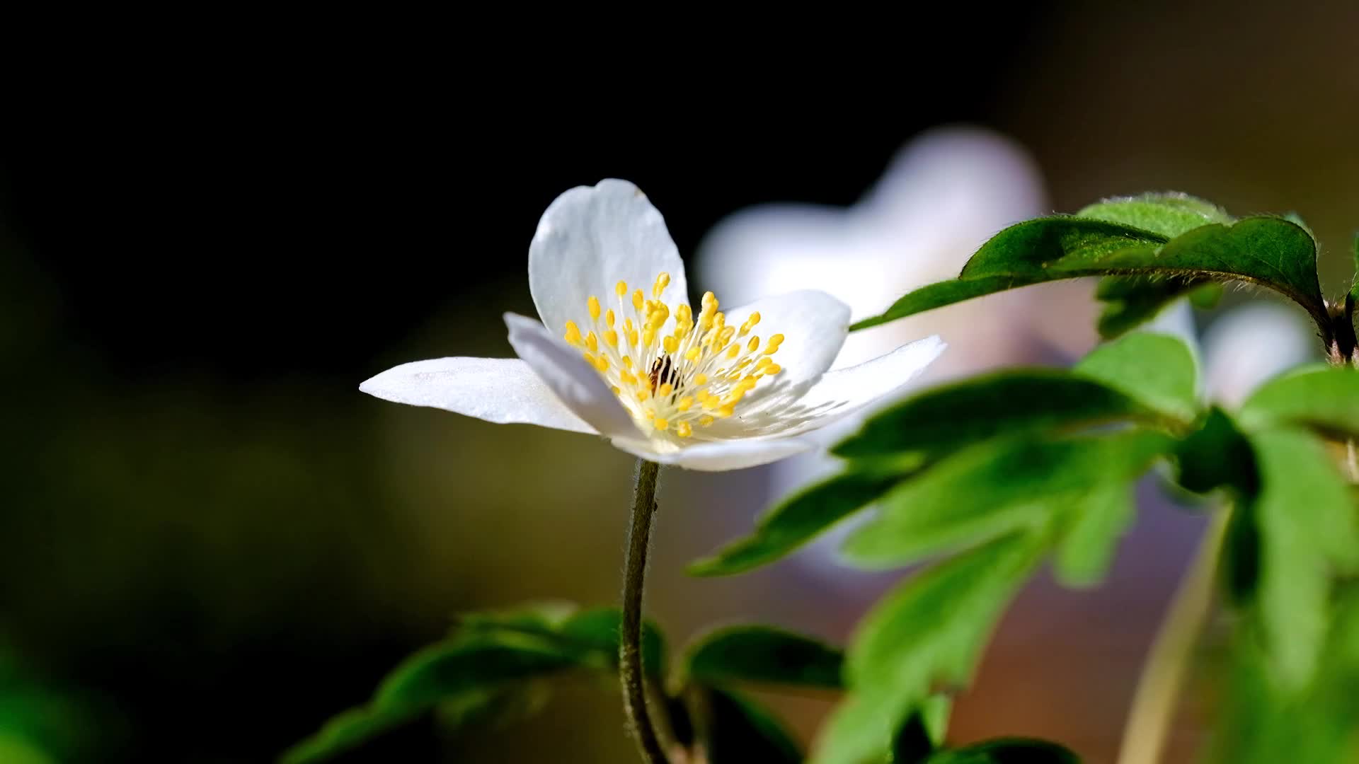 白色银莲花