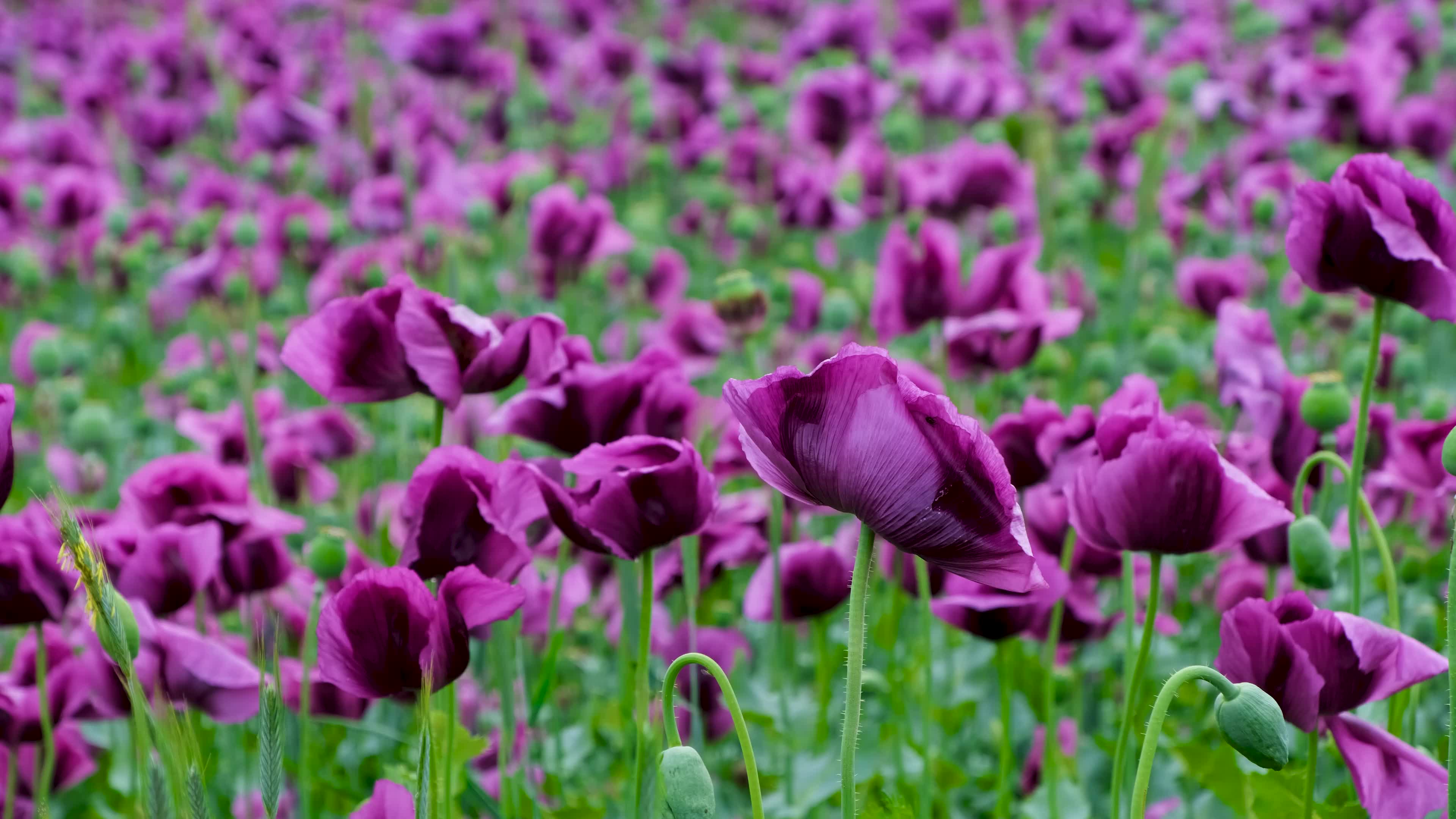 实拍唯美紫色小花朵