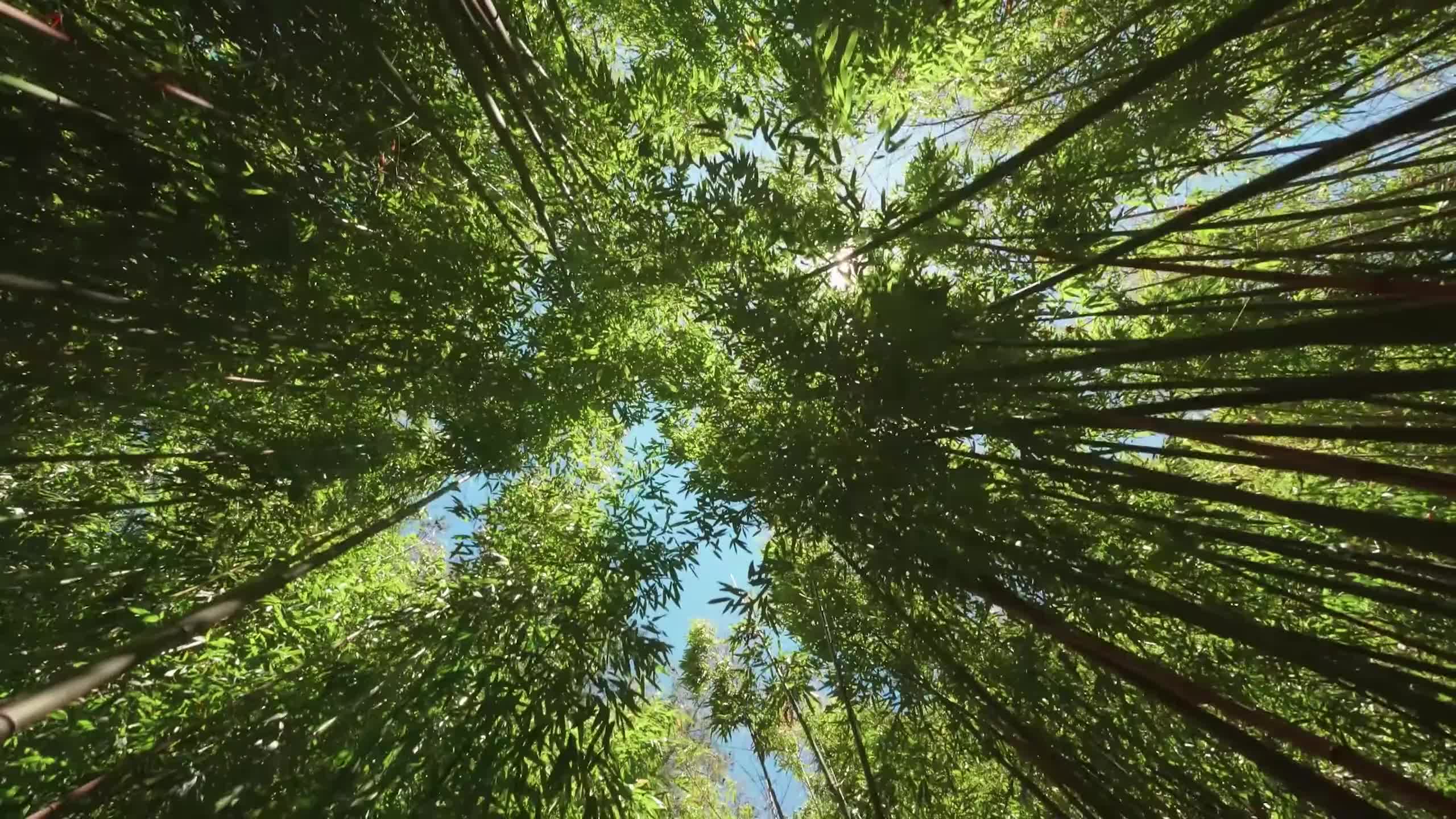 实拍大自然风景森林视频素材