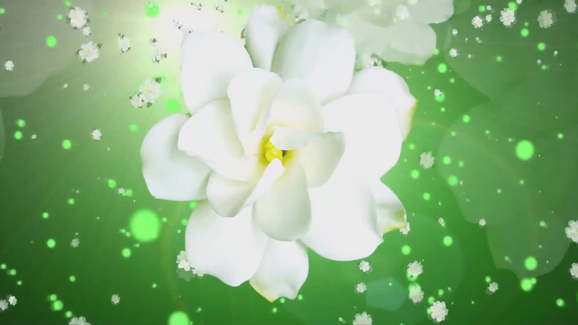 好一朵美丽的茉莉花led大屏视频背景茉莉花视频背景素材