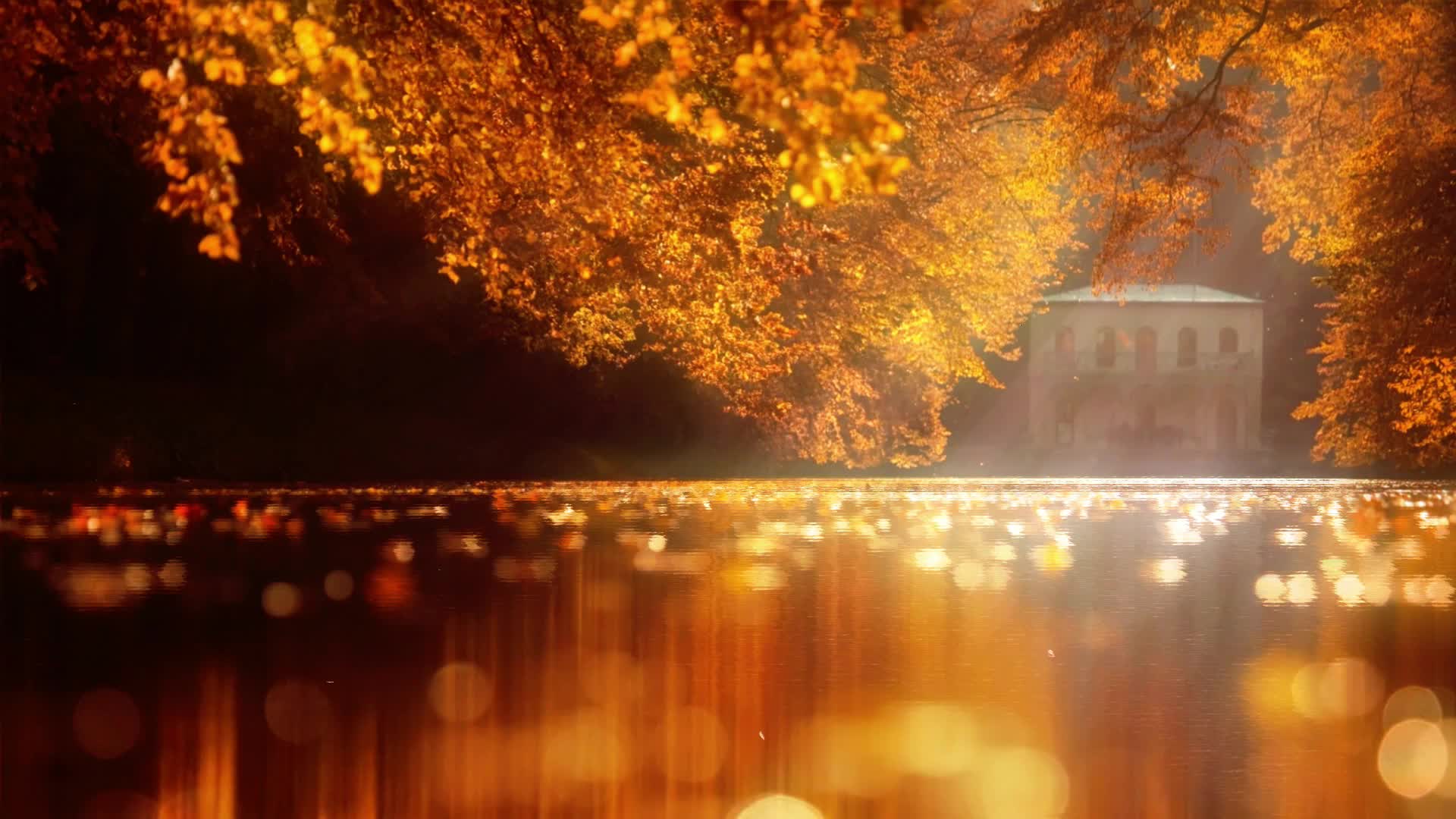 秋天枫树叶