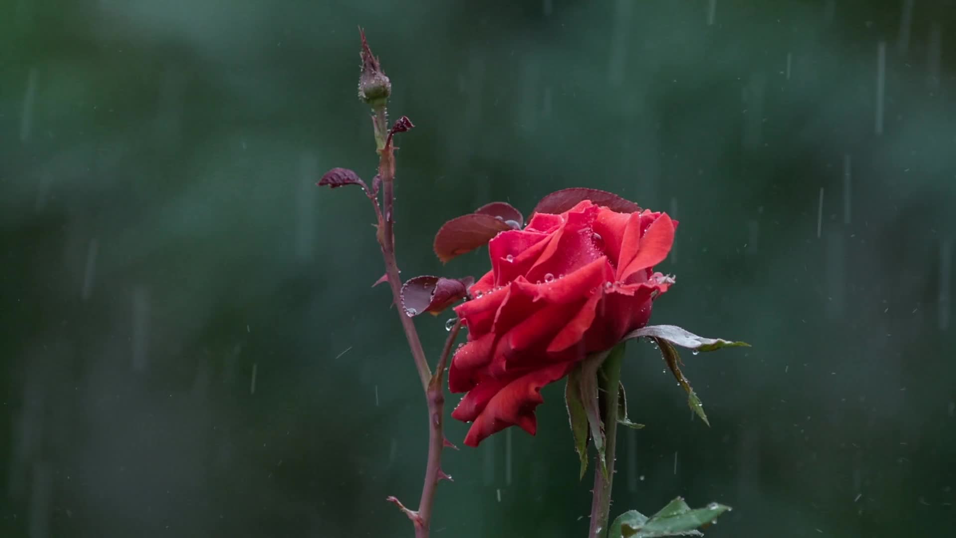 雨滴滴在花朵上