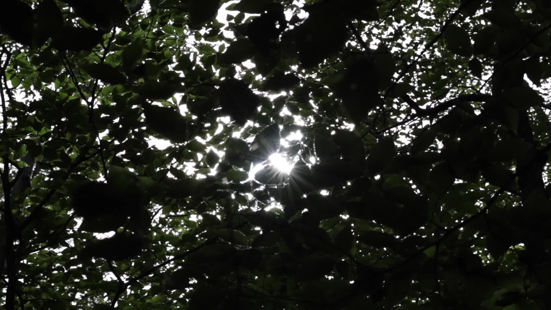 阳光洒在树叶上