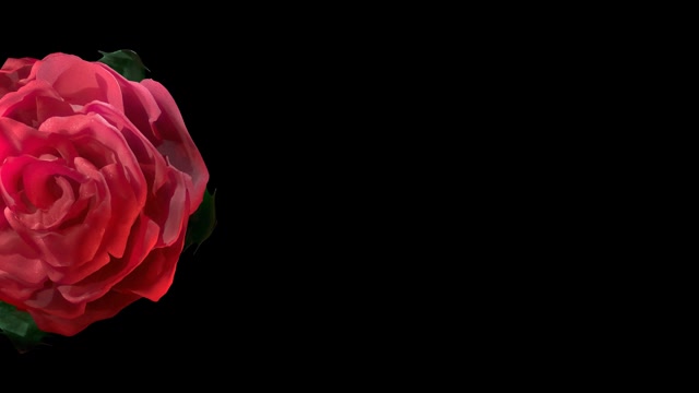红色花朵盛开透明视频素材