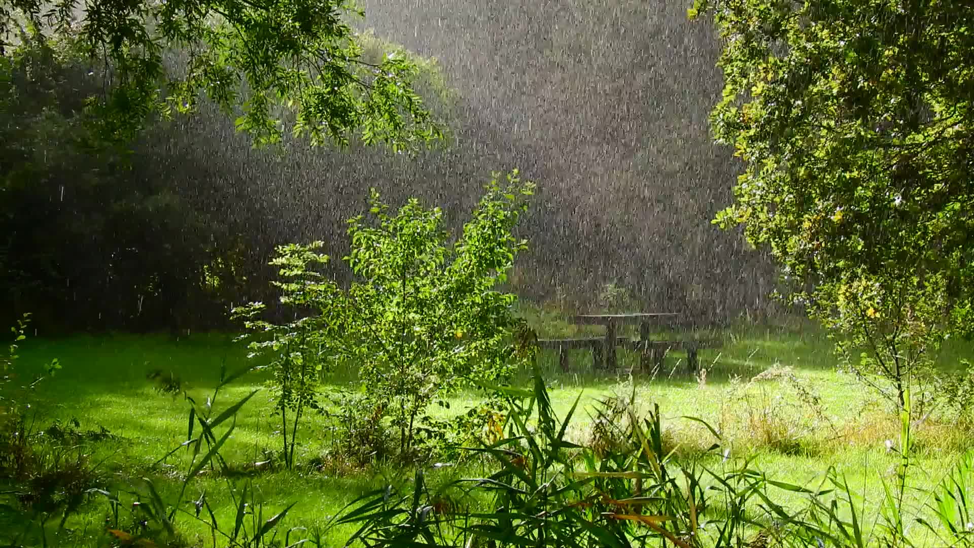 雨天花园风景