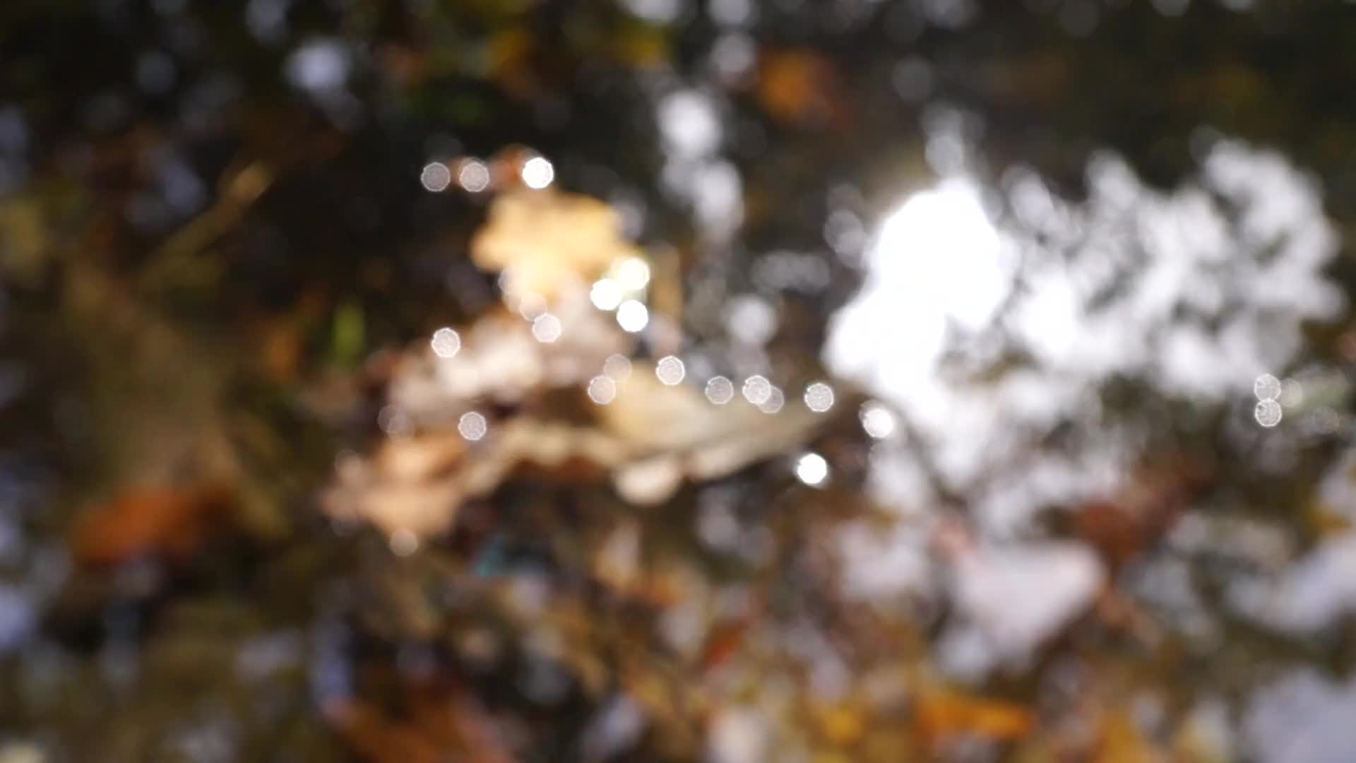 秋天秋风落叶视频素材