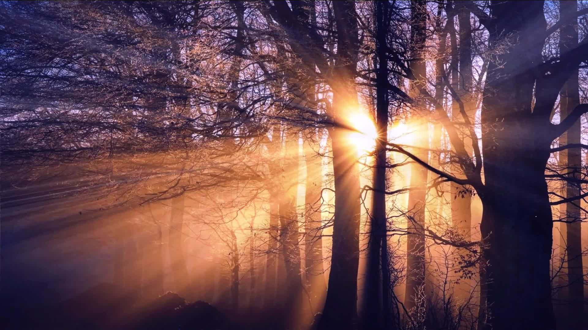 阳光照进树林里