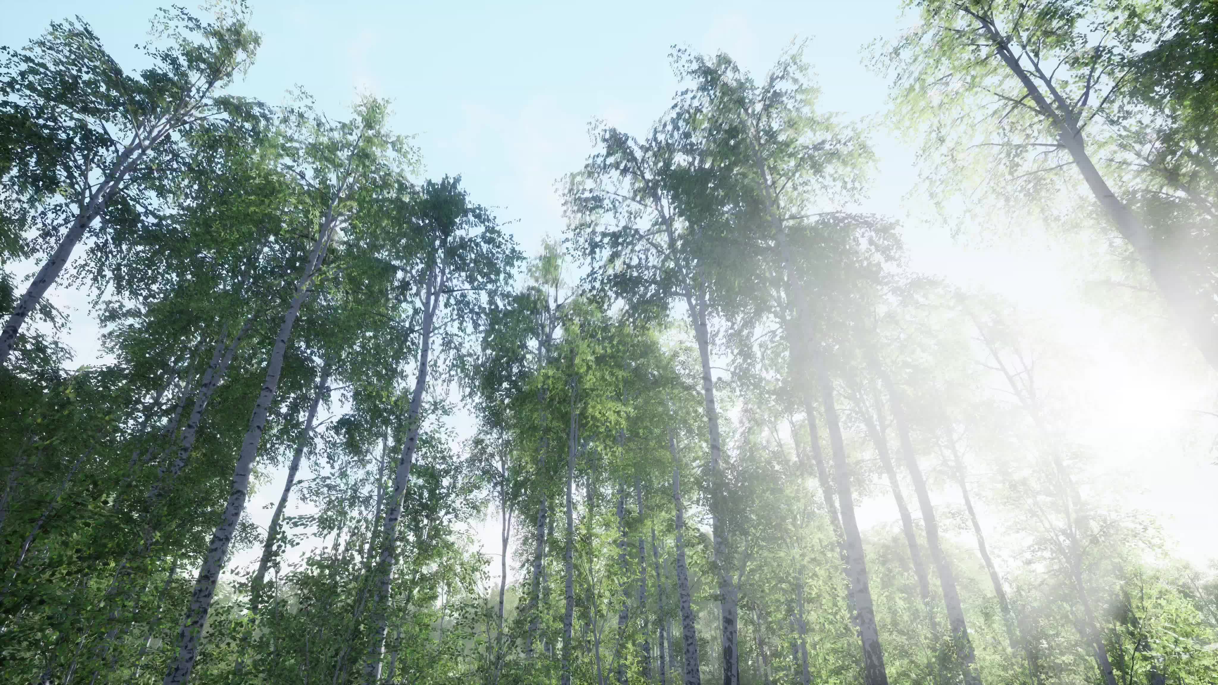 阳光照射进树林