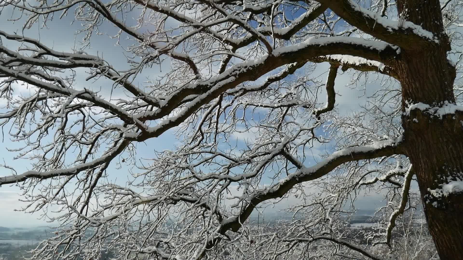 冬季大树美景