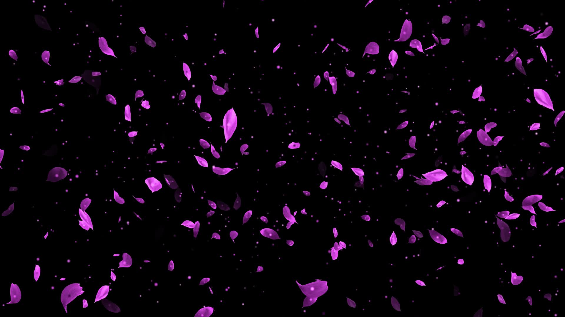 粉色粒子花瓣透明素材