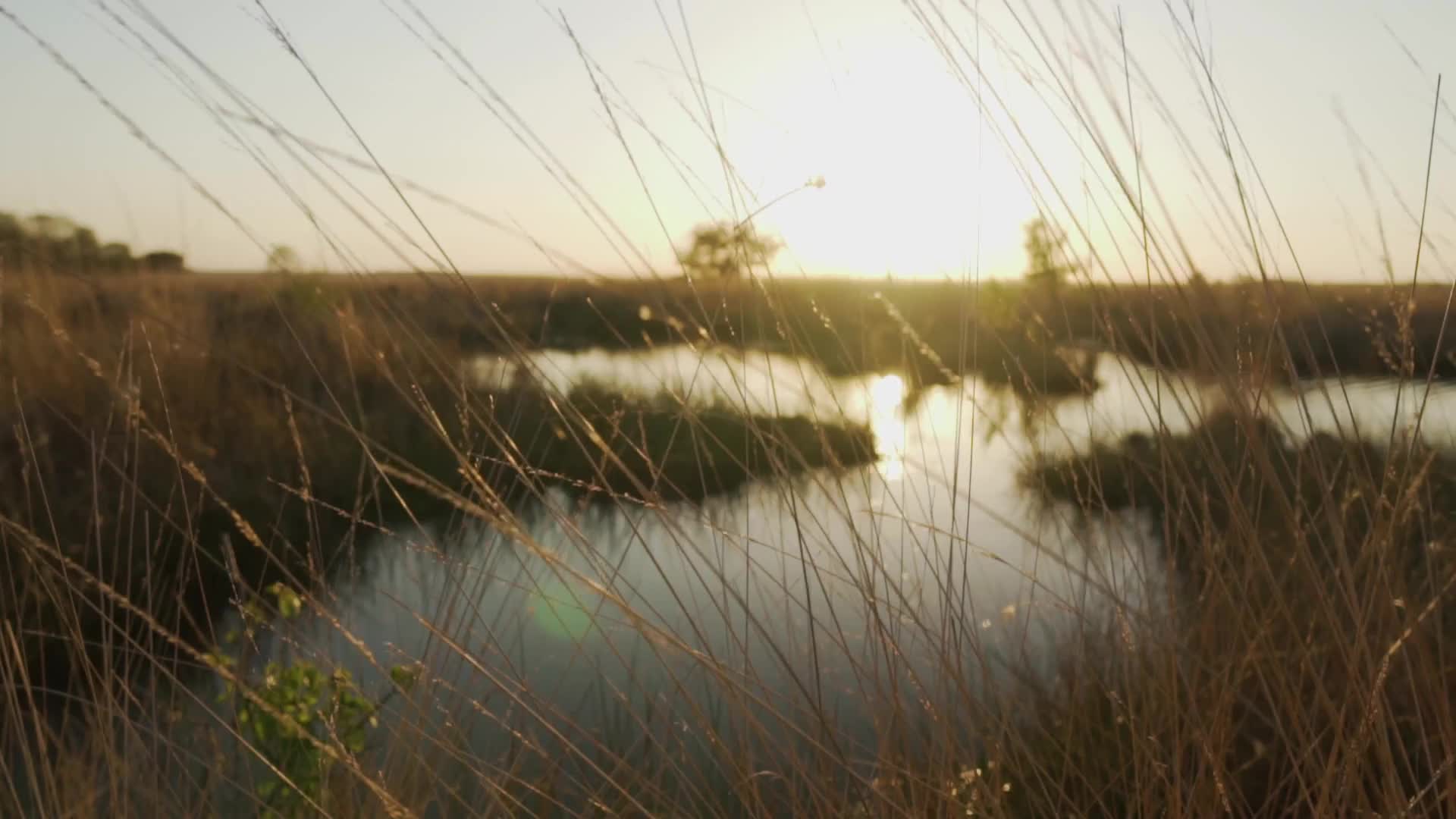 夕阳下河边的草地风景