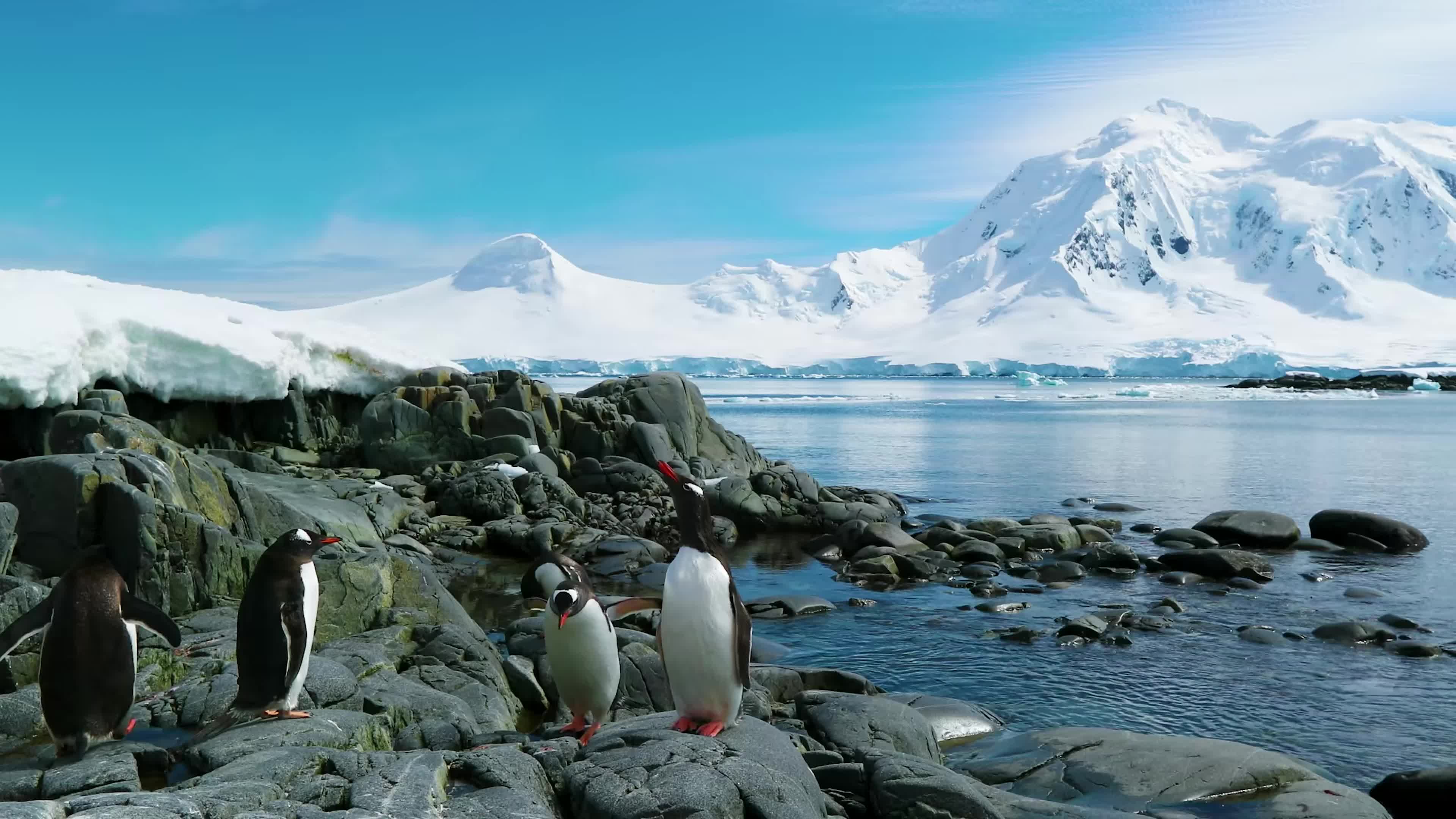 实拍南极企鹅冰山视频素材