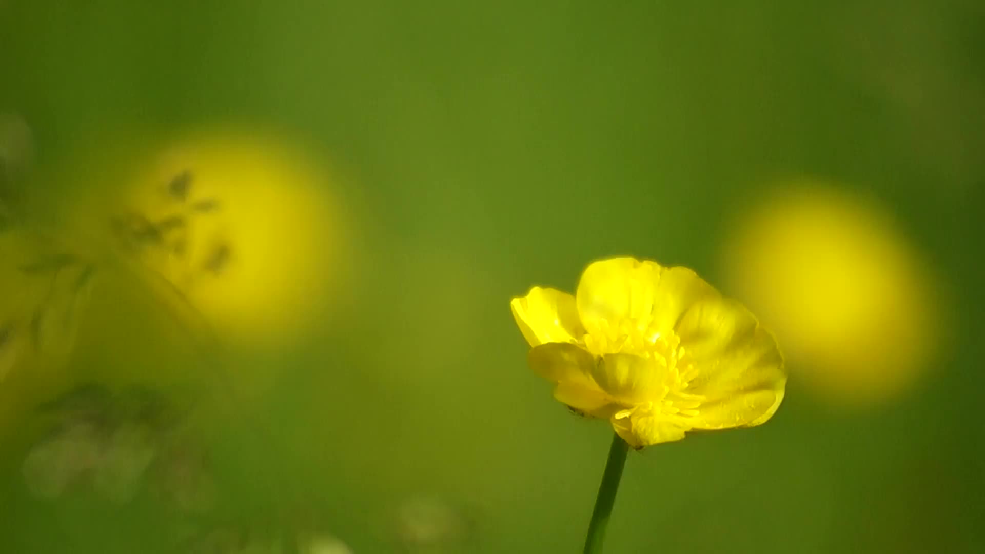 黄色毛茛花朵特写