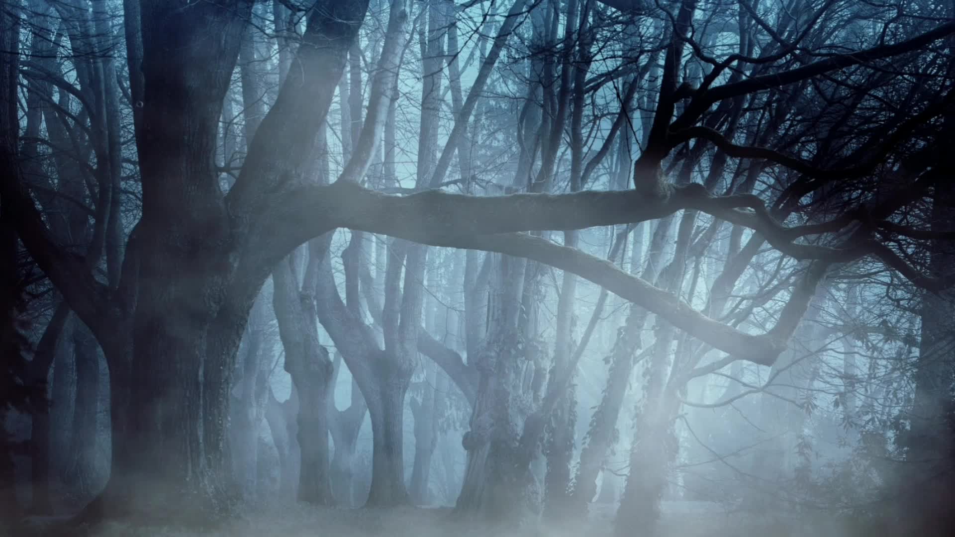 童话梦幻神秘迷雾森林视频素材