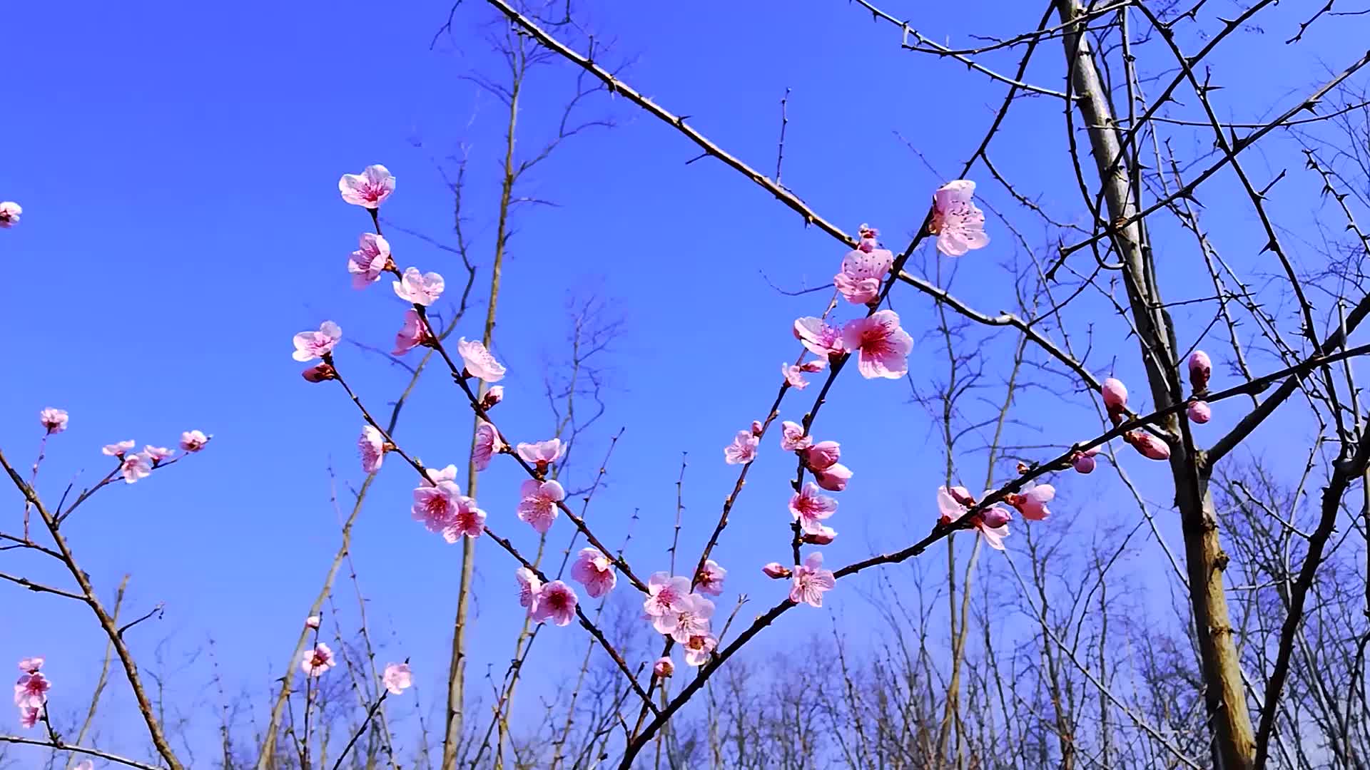 春天樱花