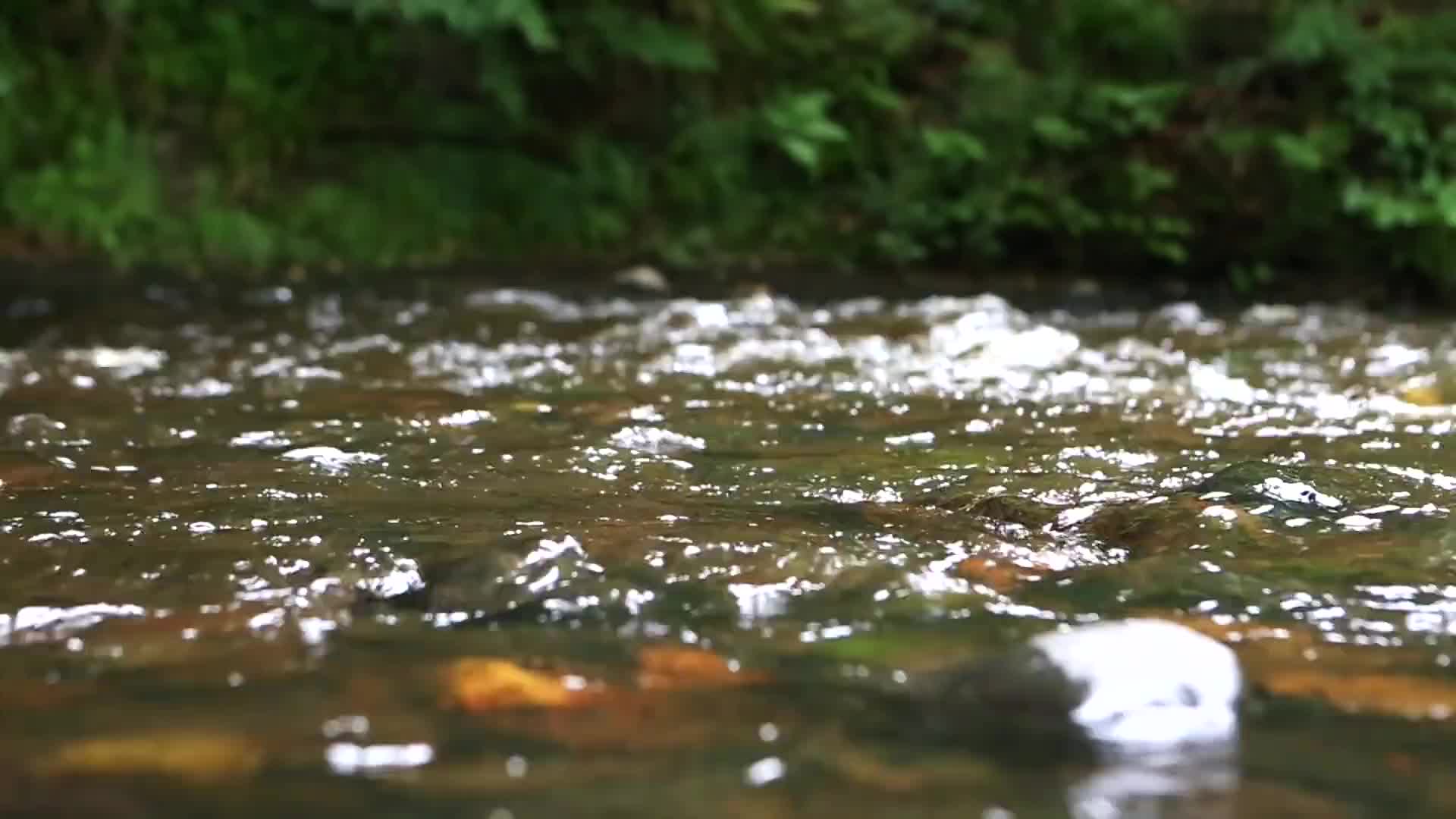 森林小溪流水特写