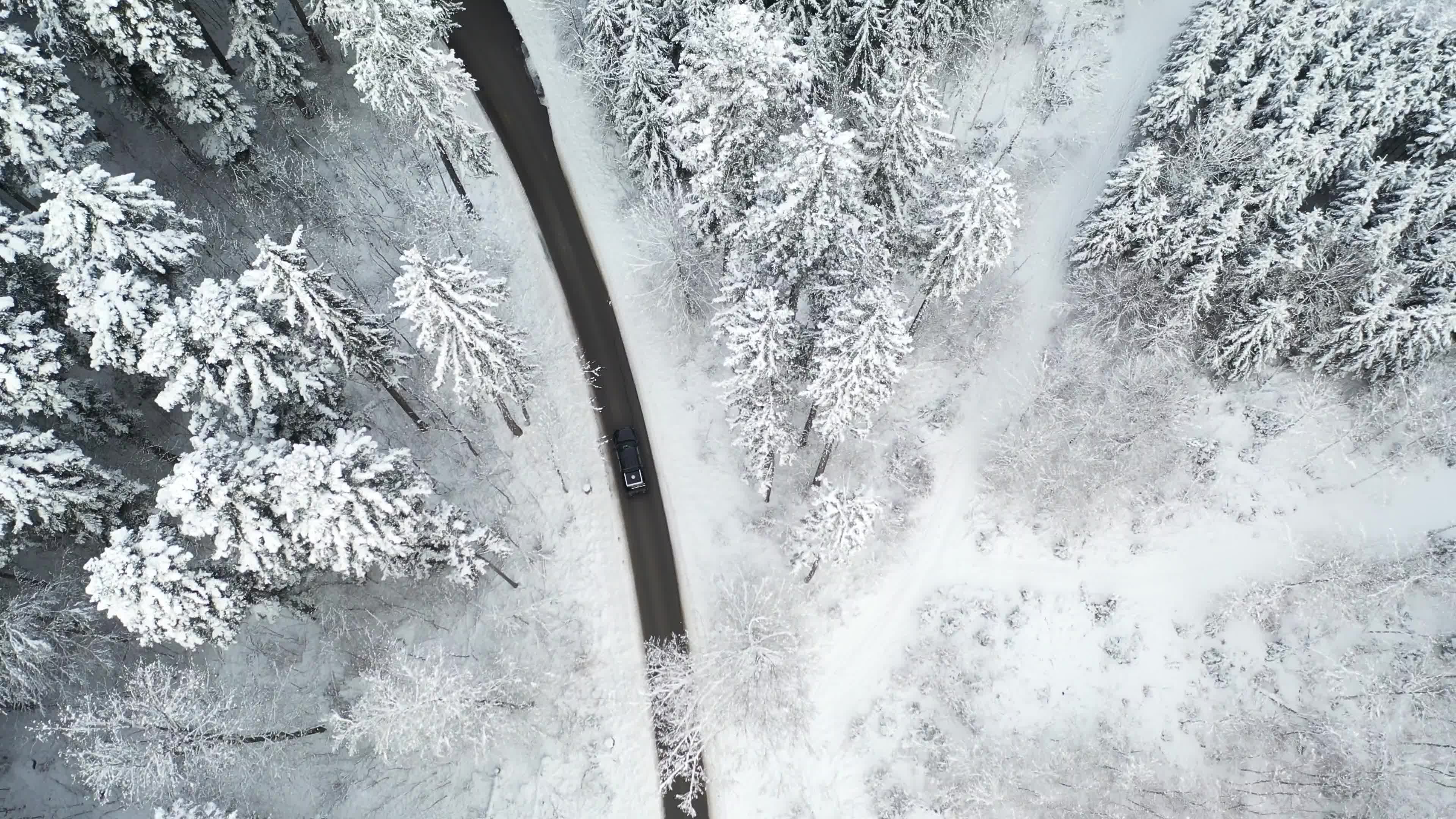 实拍冬季森林雪景雪松视频素材