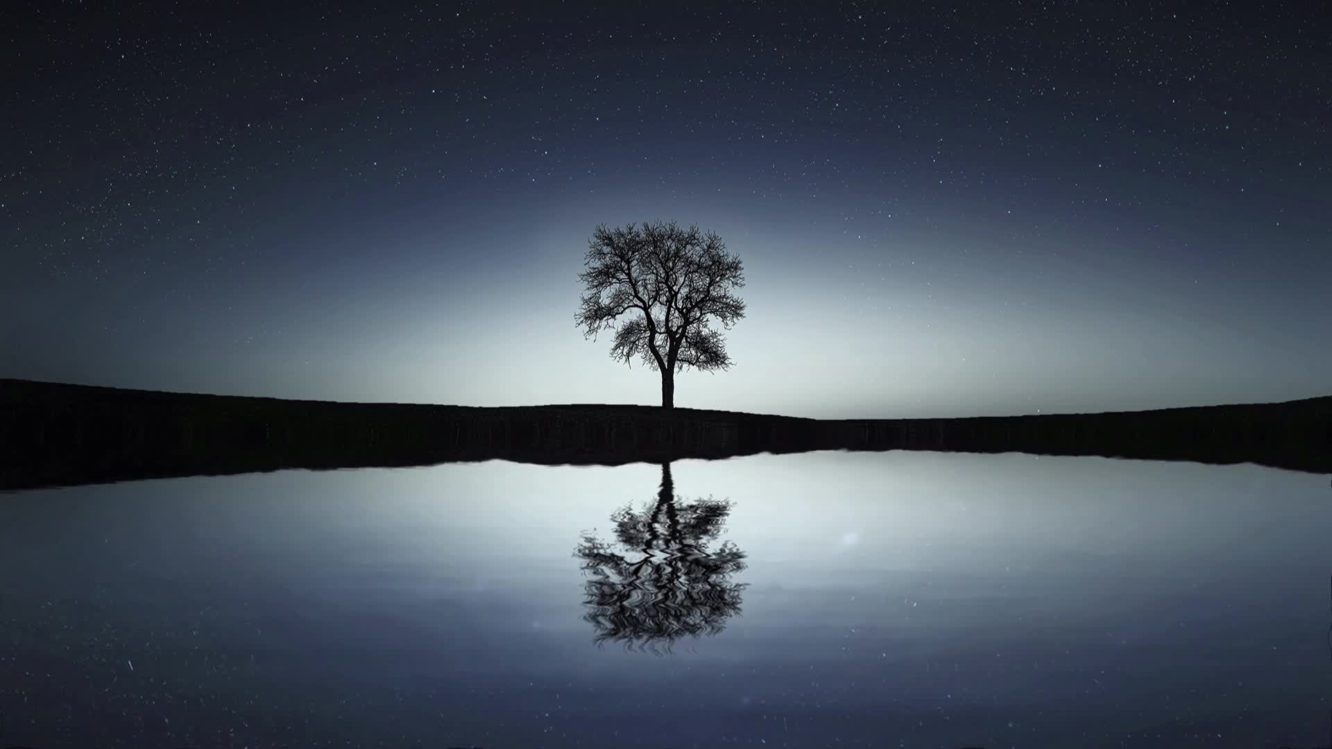 湖边大树夜景