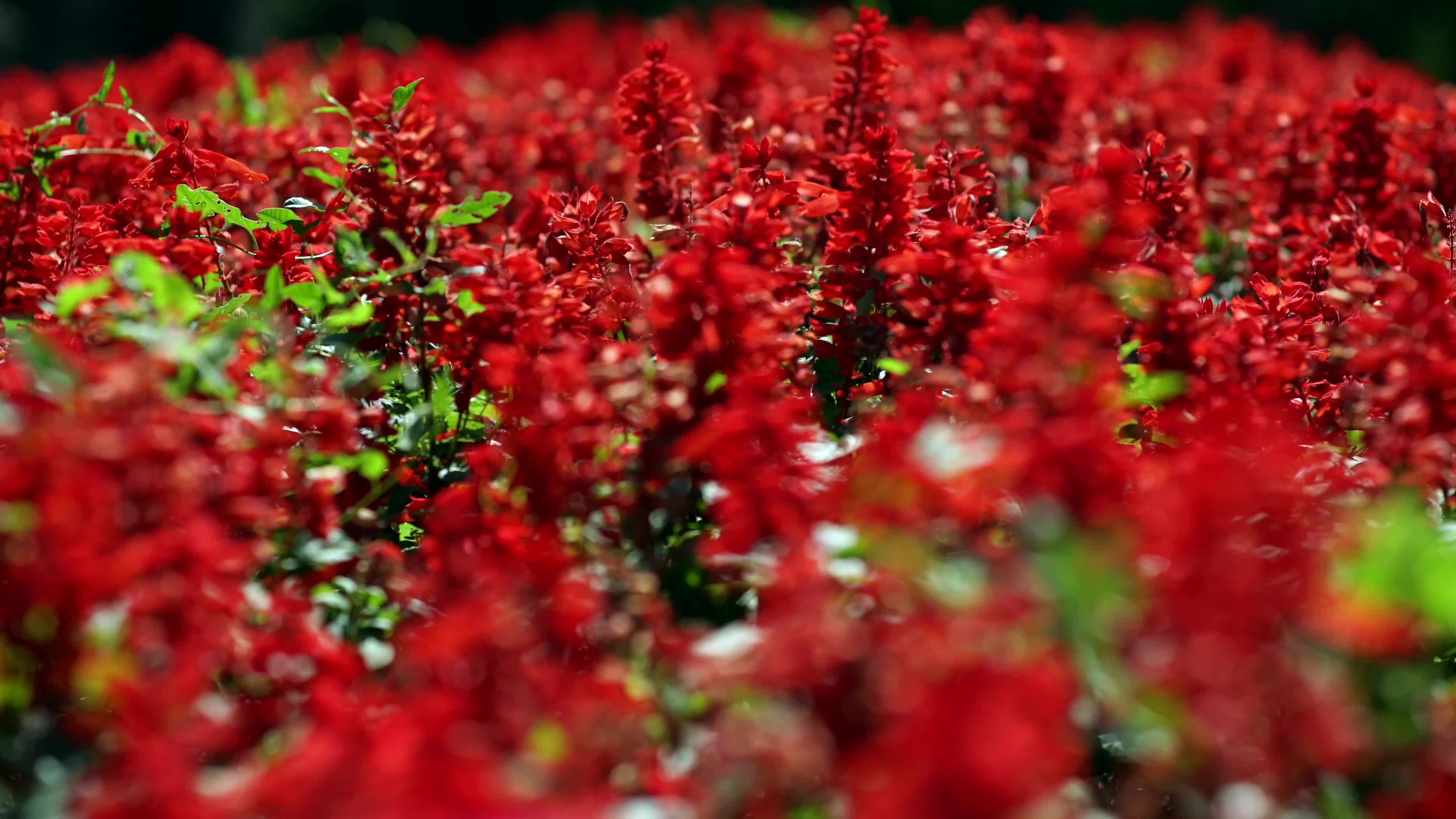 红色花朵