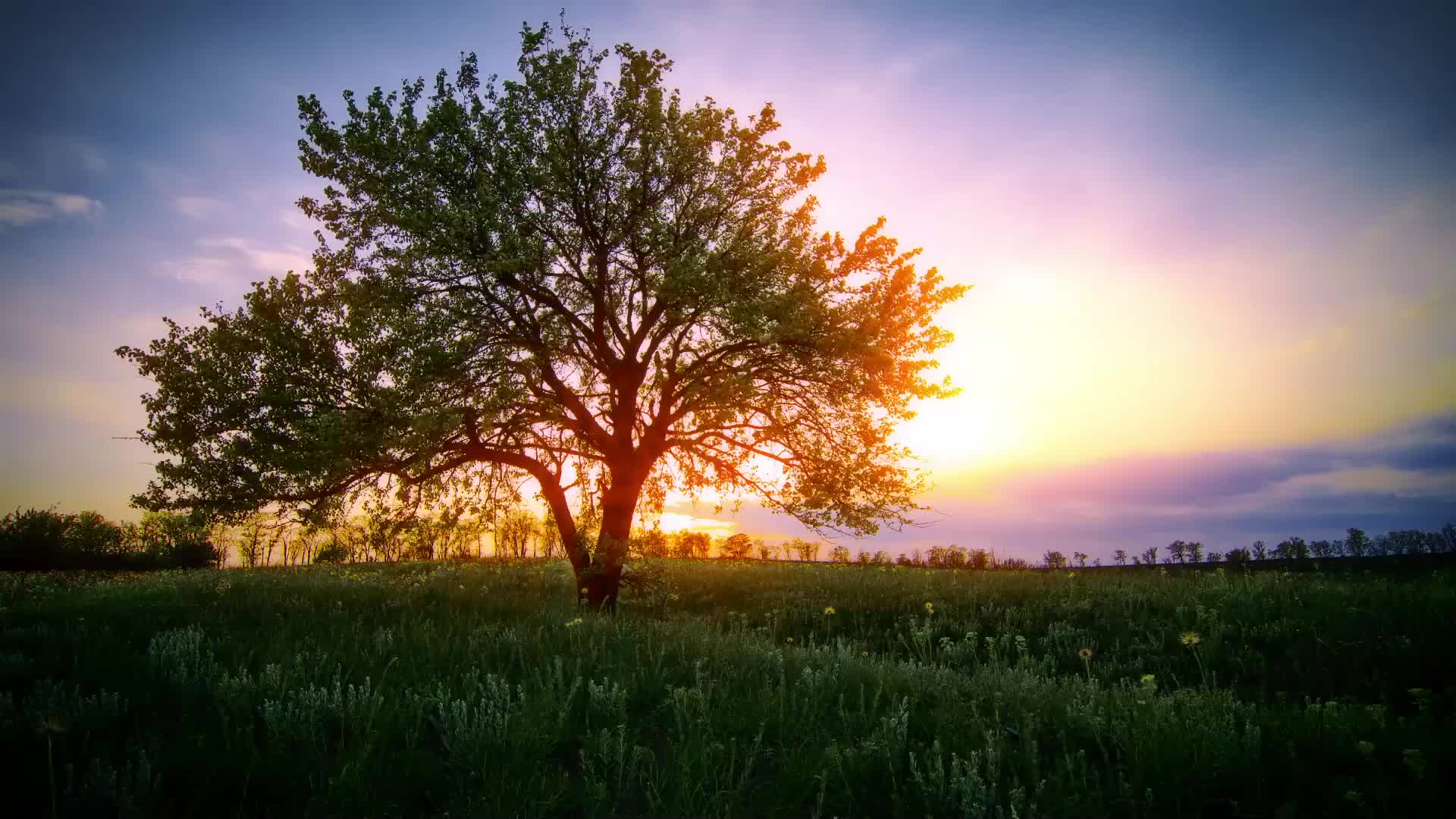 日落大树美景